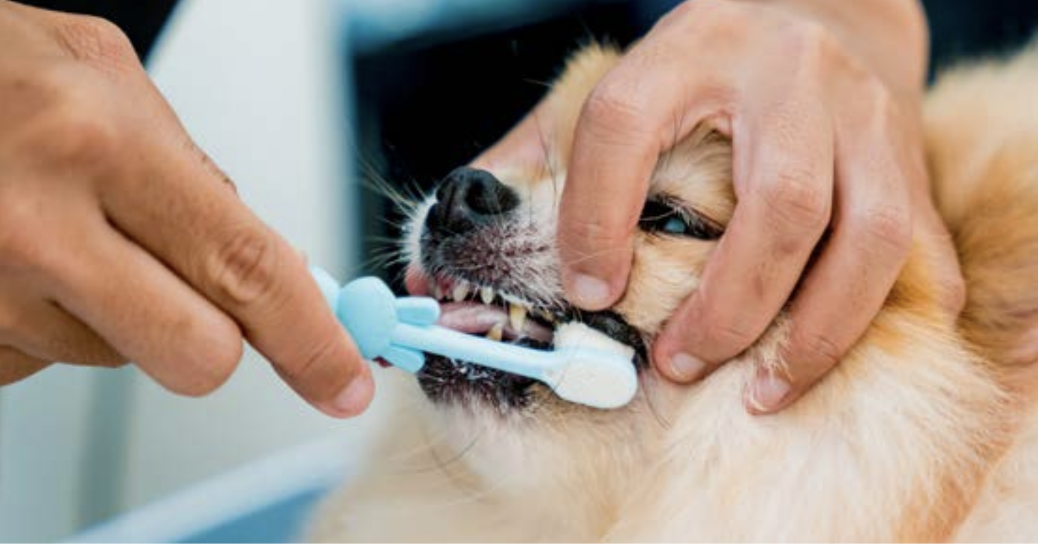 Il tecnico veterinario e la gestione della bocca di cani e gatti