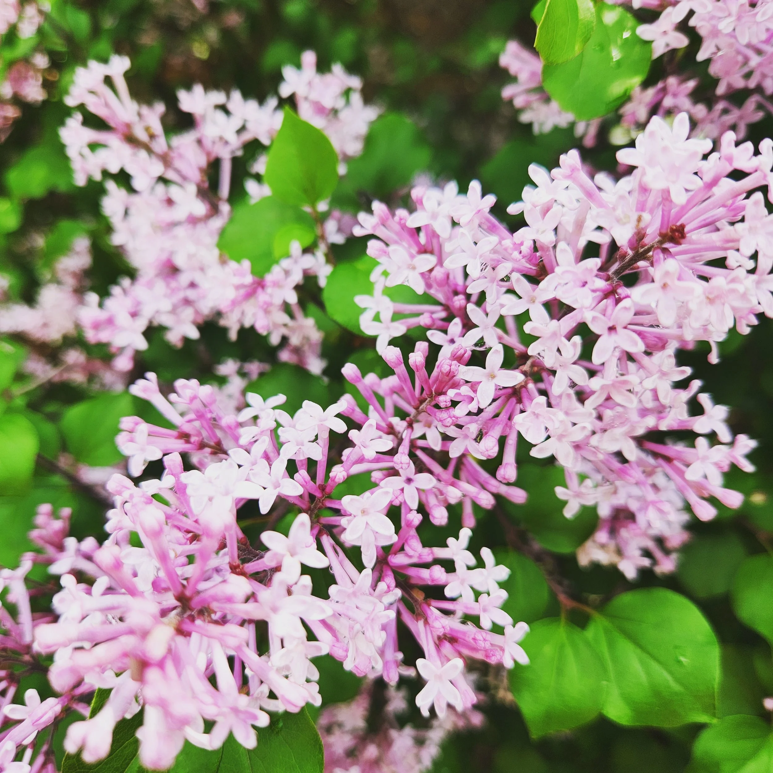 Close-up of pink lilac flowers and green leaves.