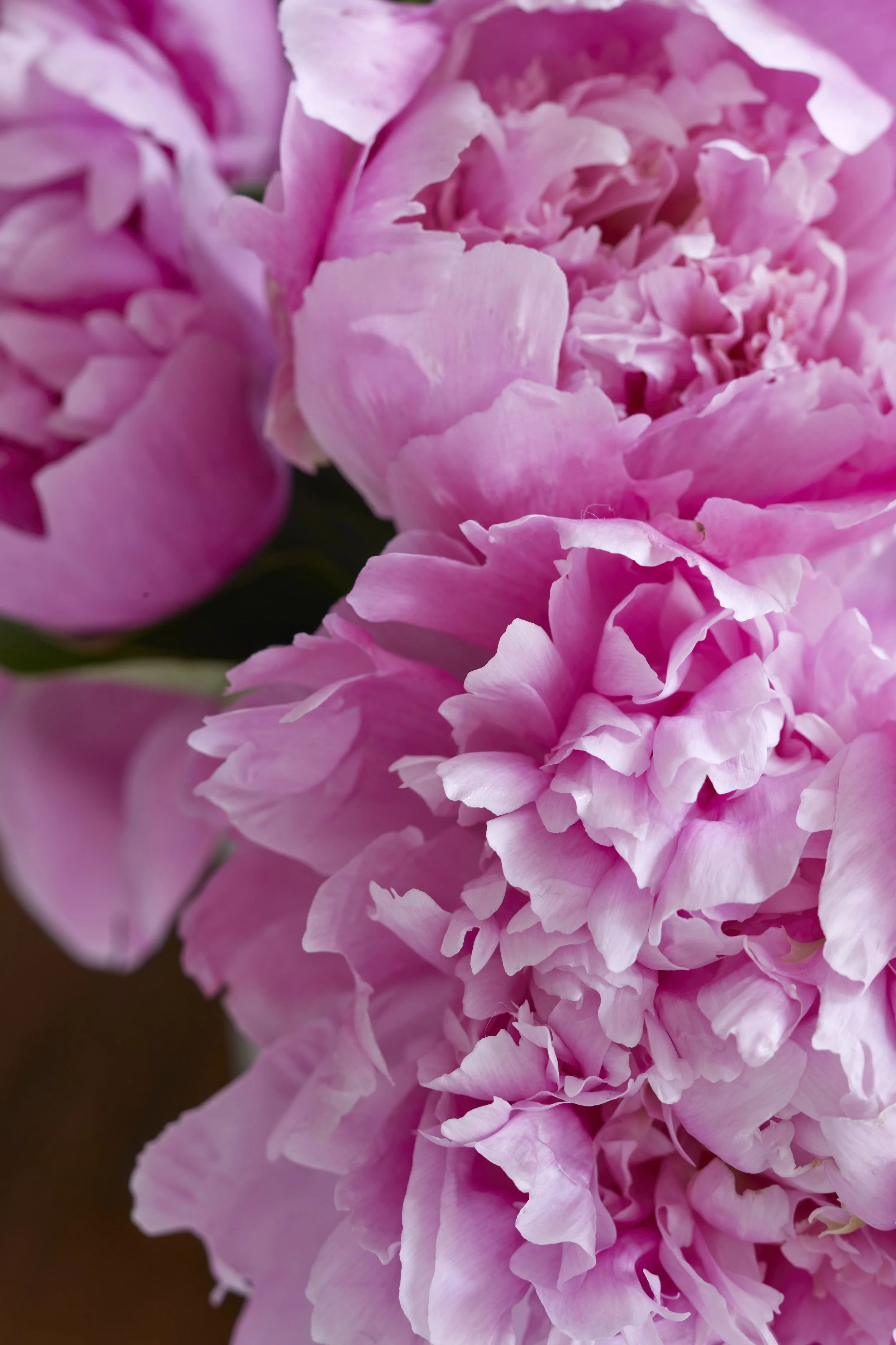 Close-up of pink peony flowers with ruffled petals.