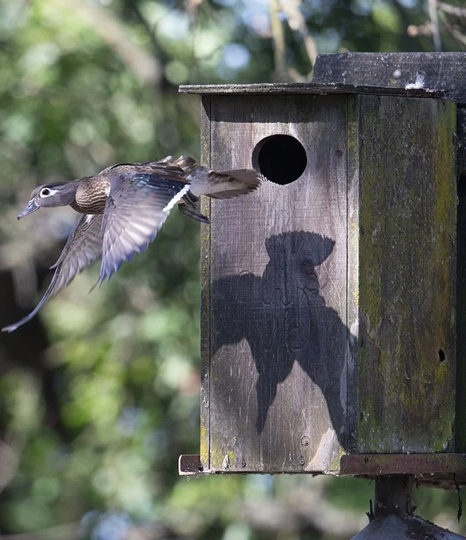 digital_feature_wood_duck_flight.jpg