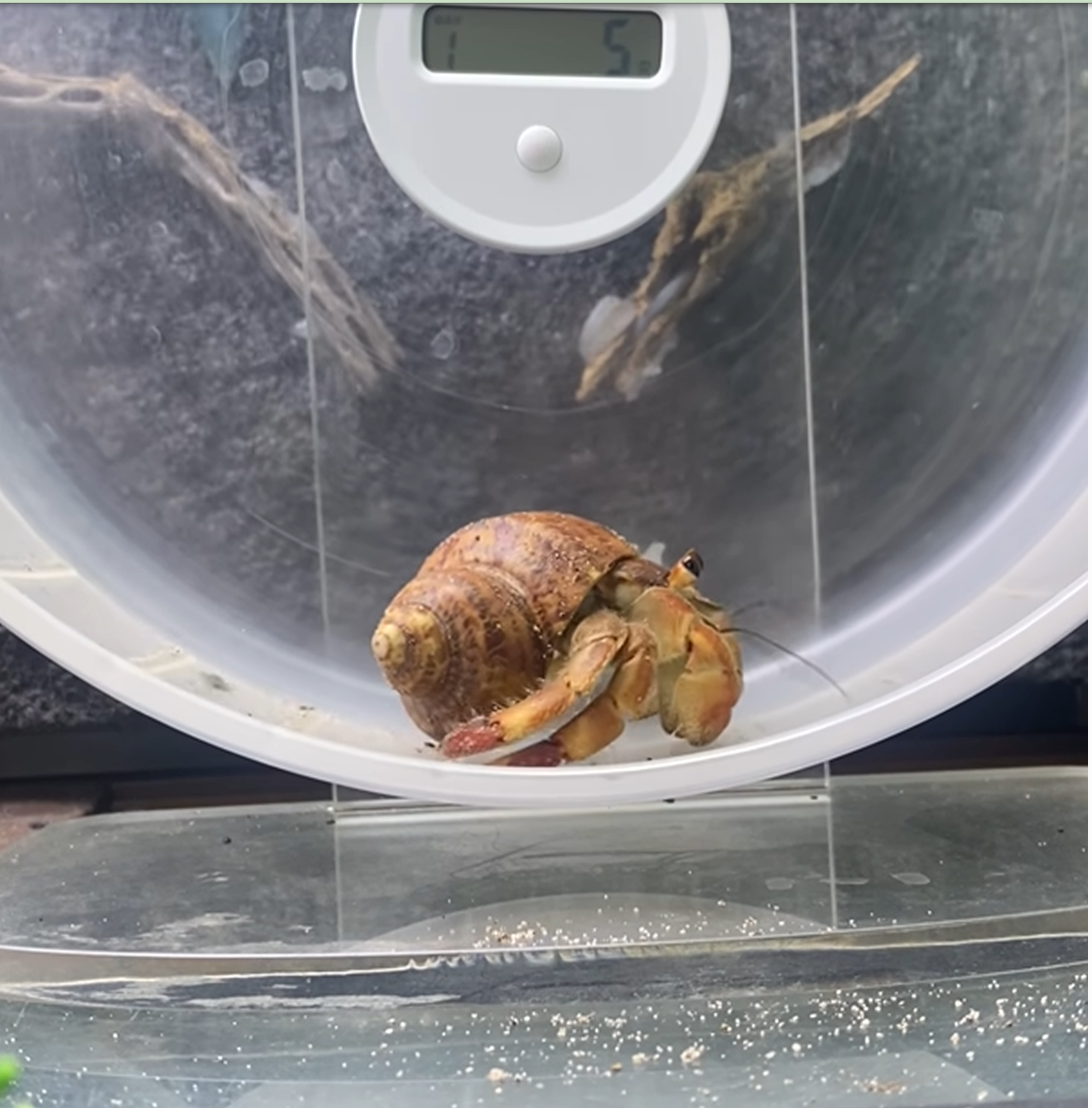 A hermit crab walks on an exercise wheel