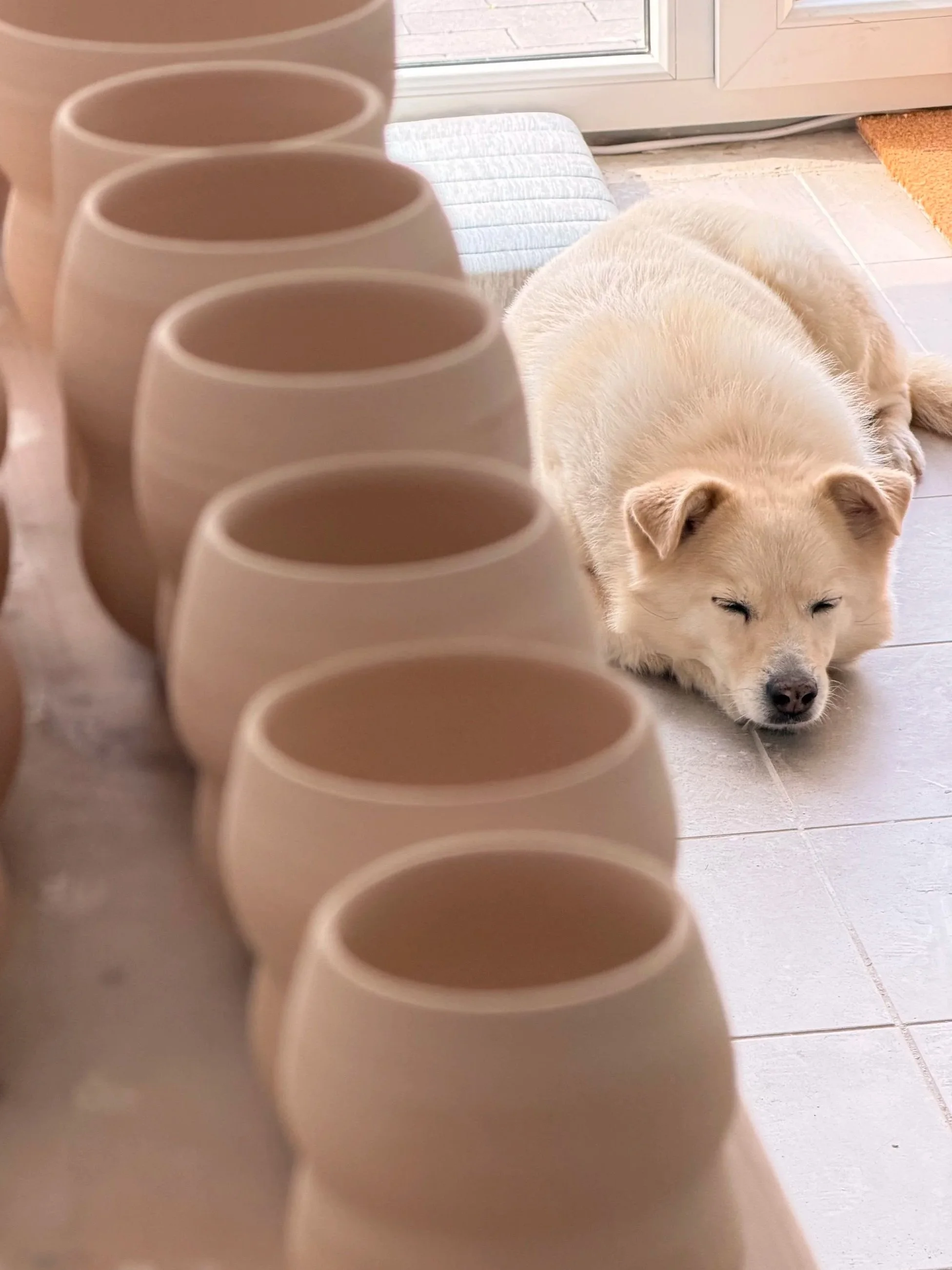 White dog sleeping