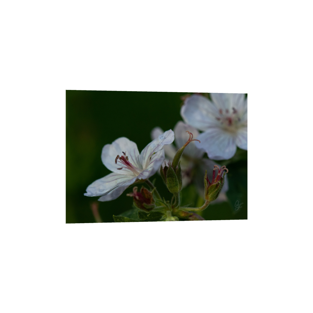 ptq_1_7_320_0_4480_3200_0_false_ffffff_0_0_.png