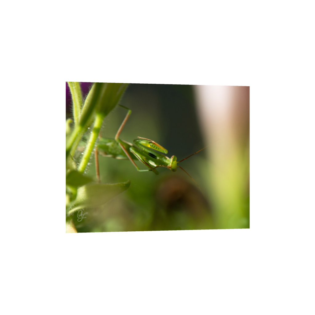 ptq_34_6_0_0_4000_3200_0_false_ffffff_0_0_.png