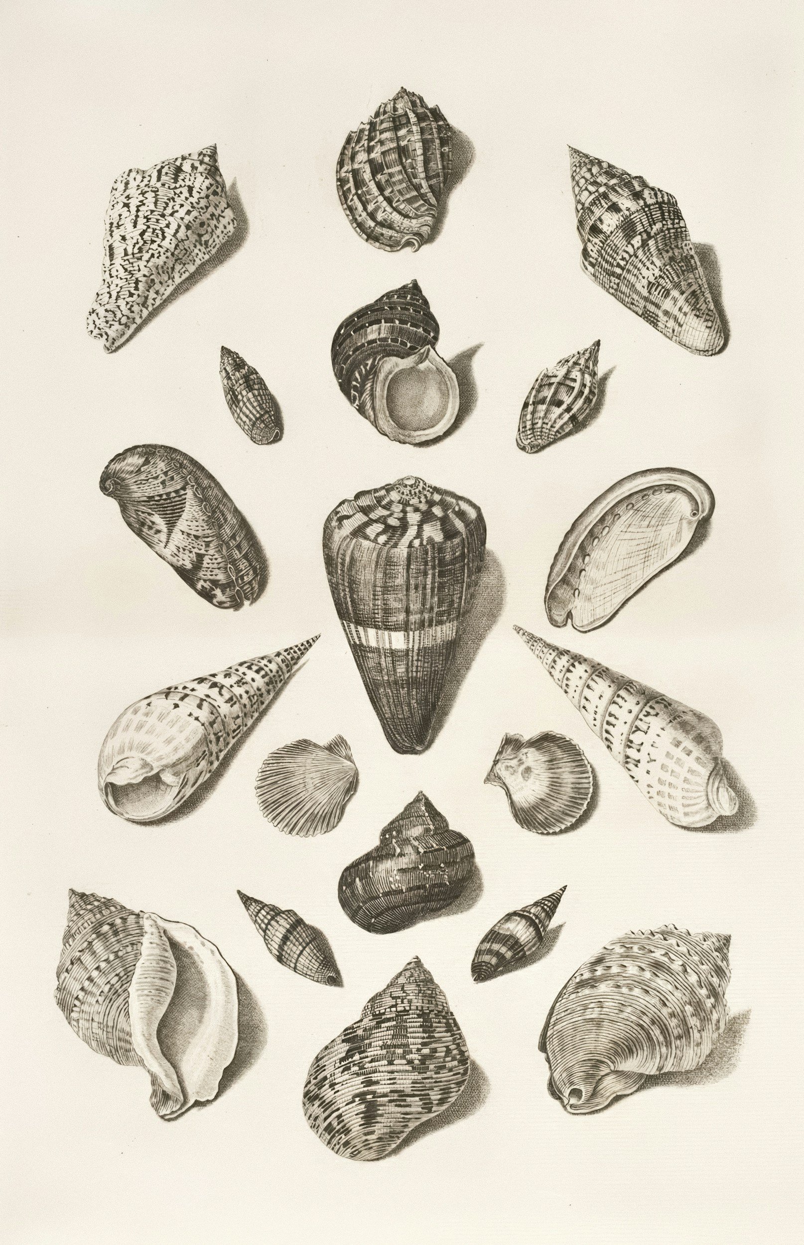 A collection of various seashells arranged on a plain background.