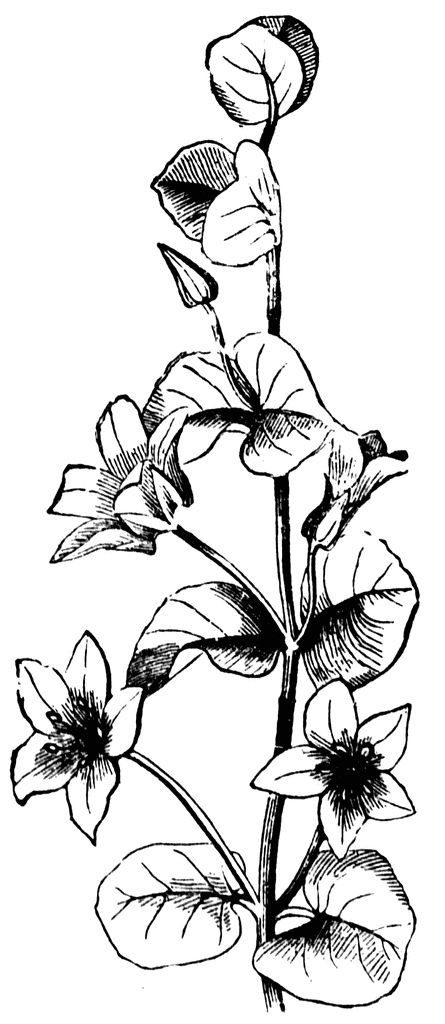 Black and white illustration of a flowering plant with multiple blooms and rounded leaves.