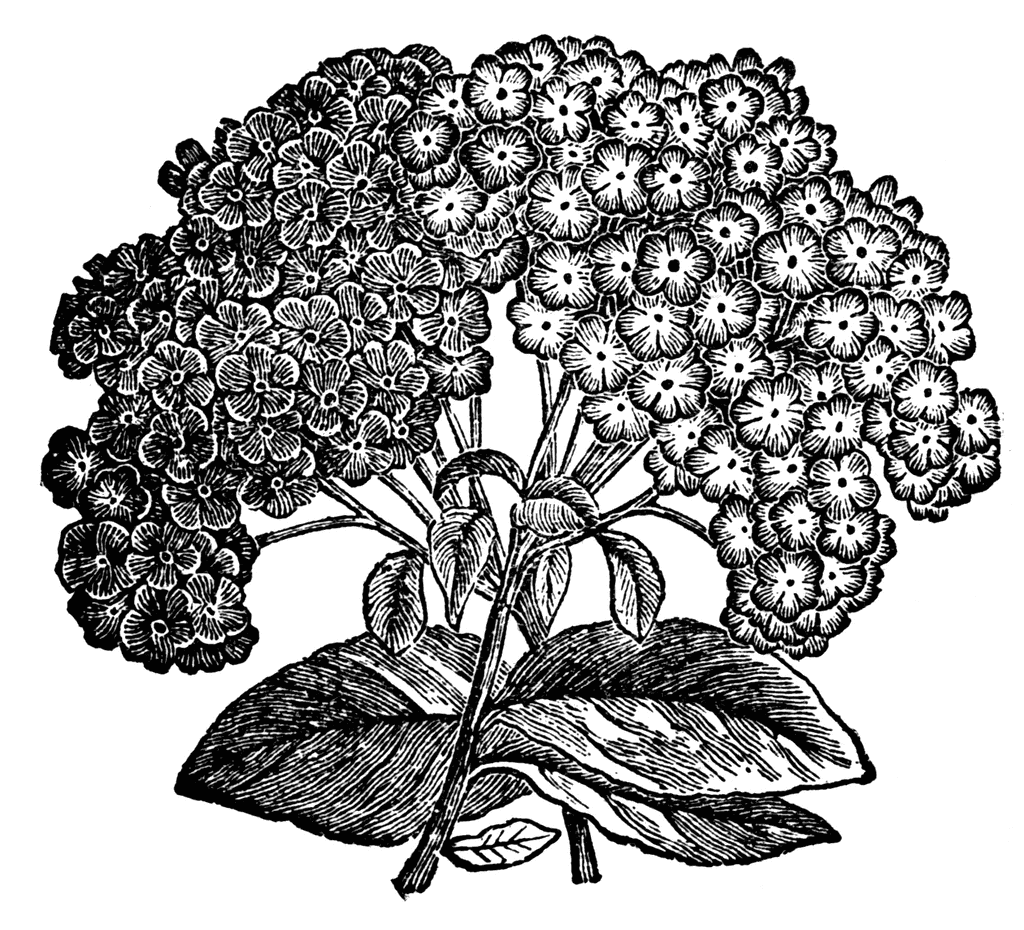 Black and white illustration of a flowering plant with many clustered small flowers and large leaves.