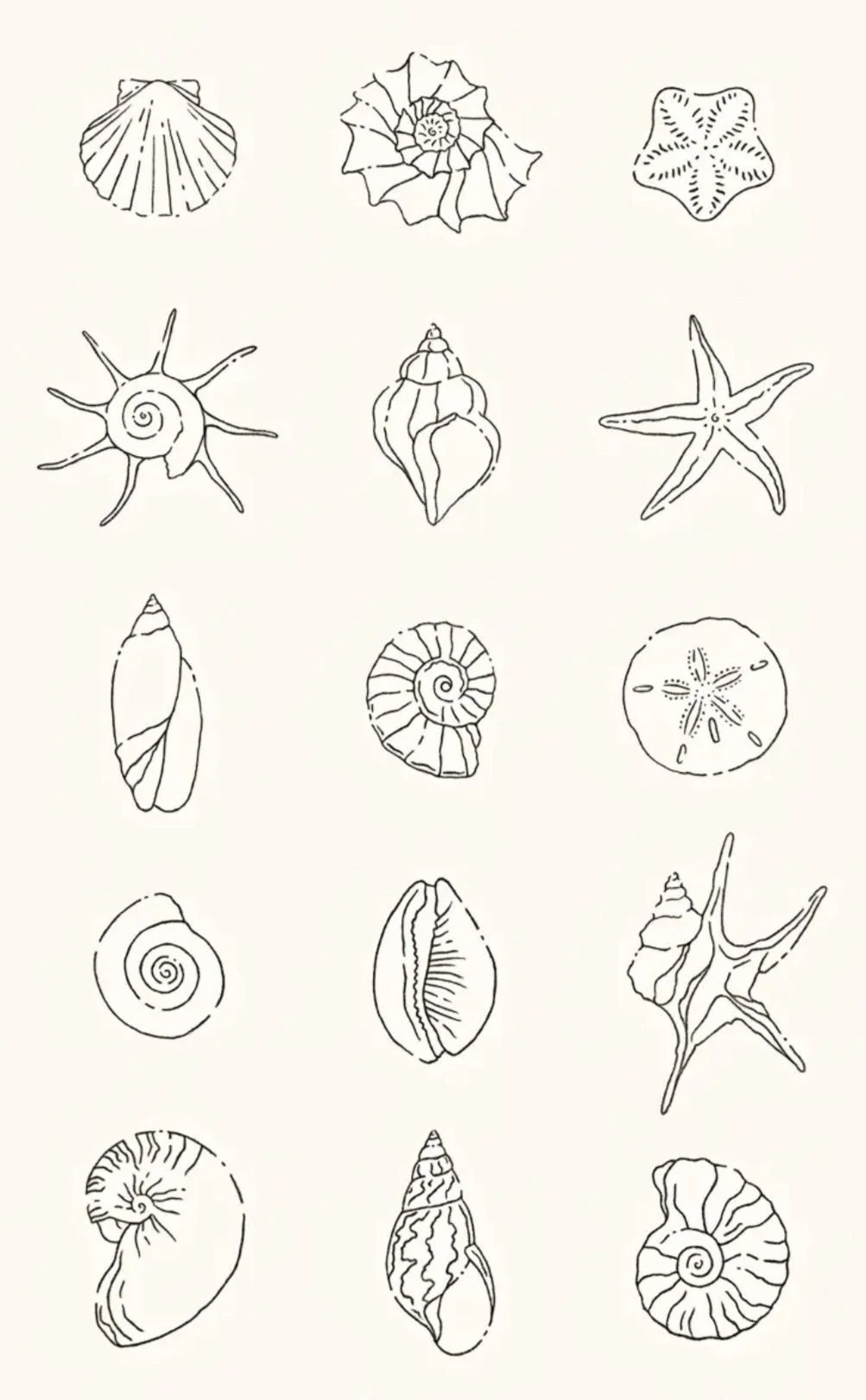 Line drawings of various seashells and starfish arranged in a grid pattern.