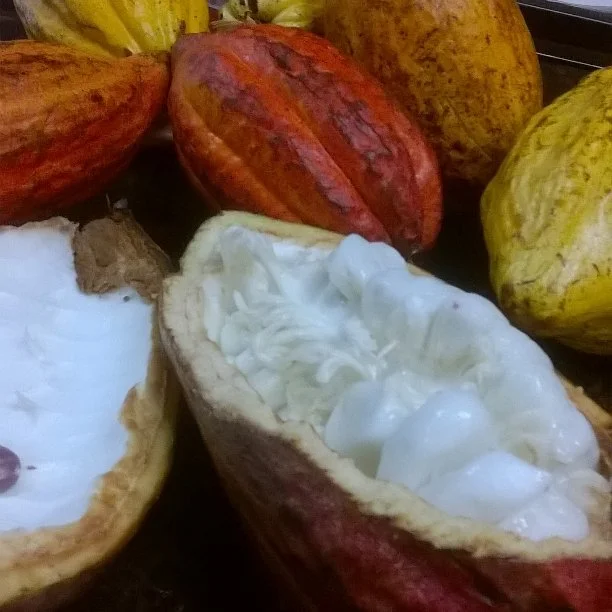 Cacao Fino de Aroma Venezolano: El "Pinot Noir" del mundo del chocolate