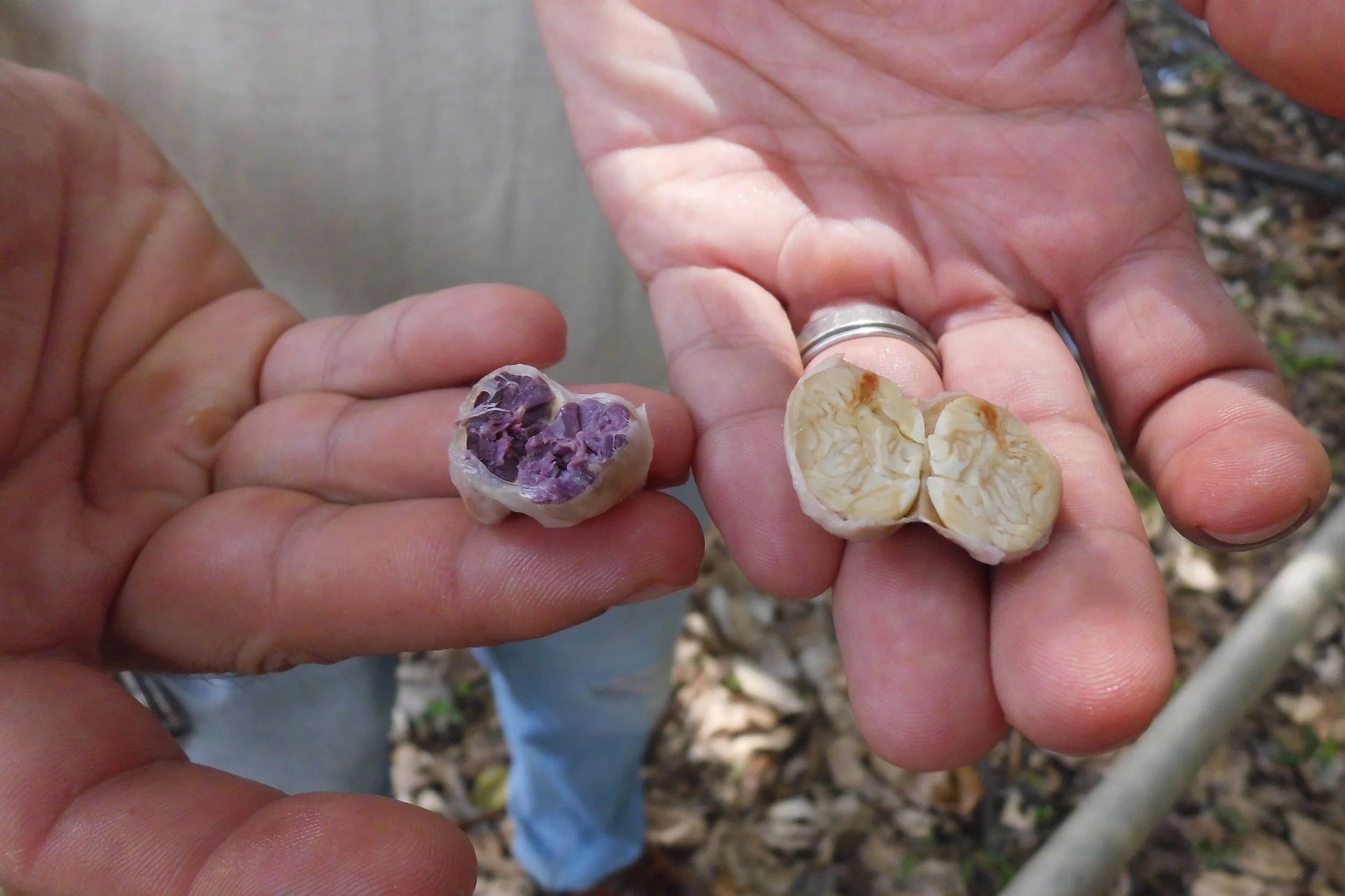 Cacao: Origen y Botánica