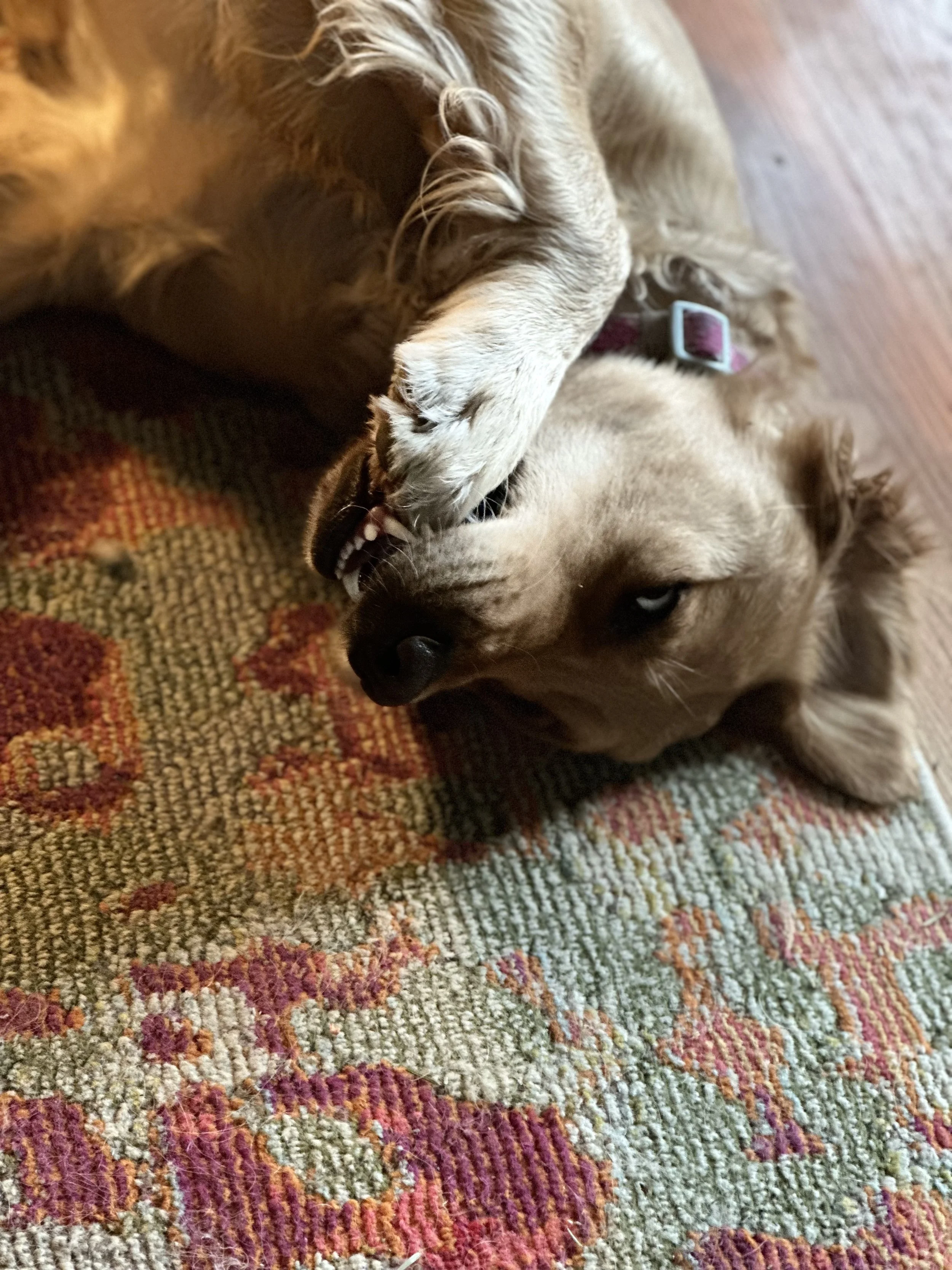 IMG_4409.jpeg