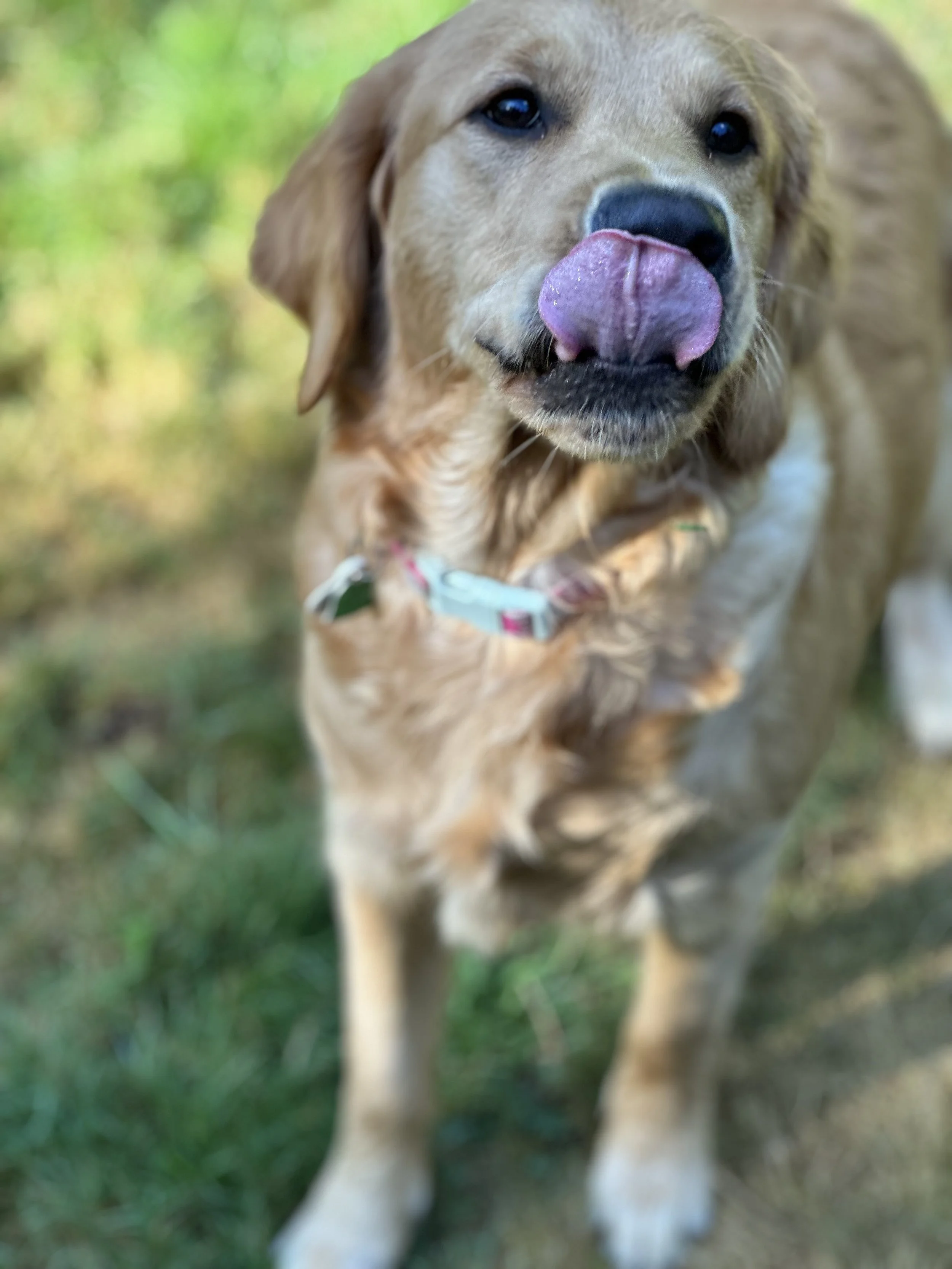 IMG_3333.jpeg