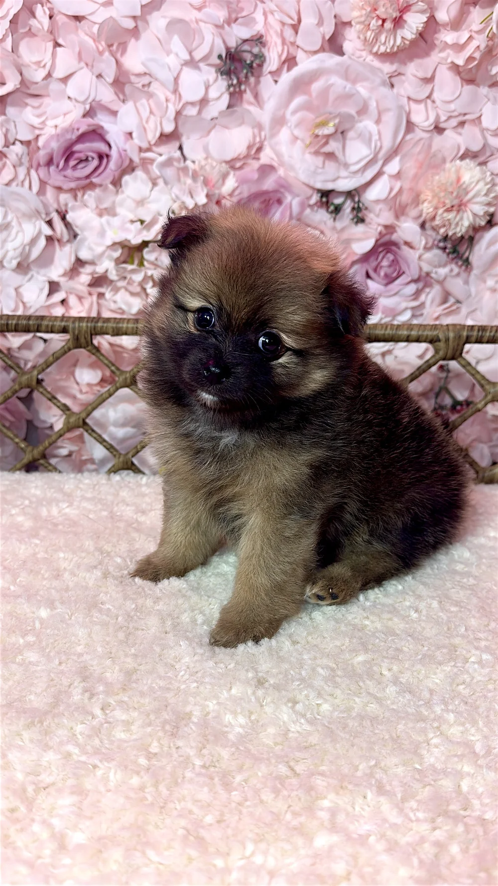 A Pomeranian from Nel’s Pomeranians