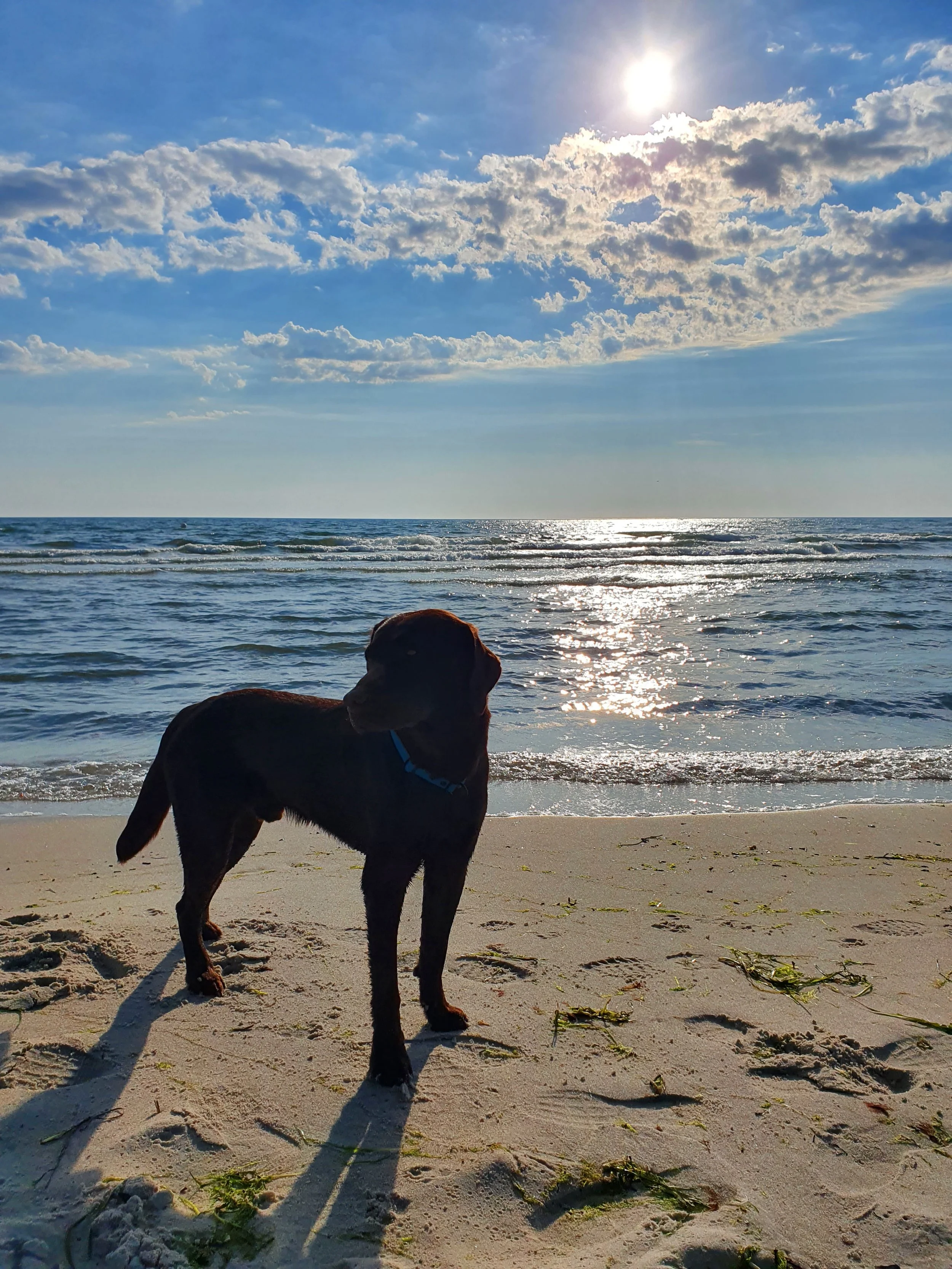 Hundeschule Zehlendorf, Labrador am Strand