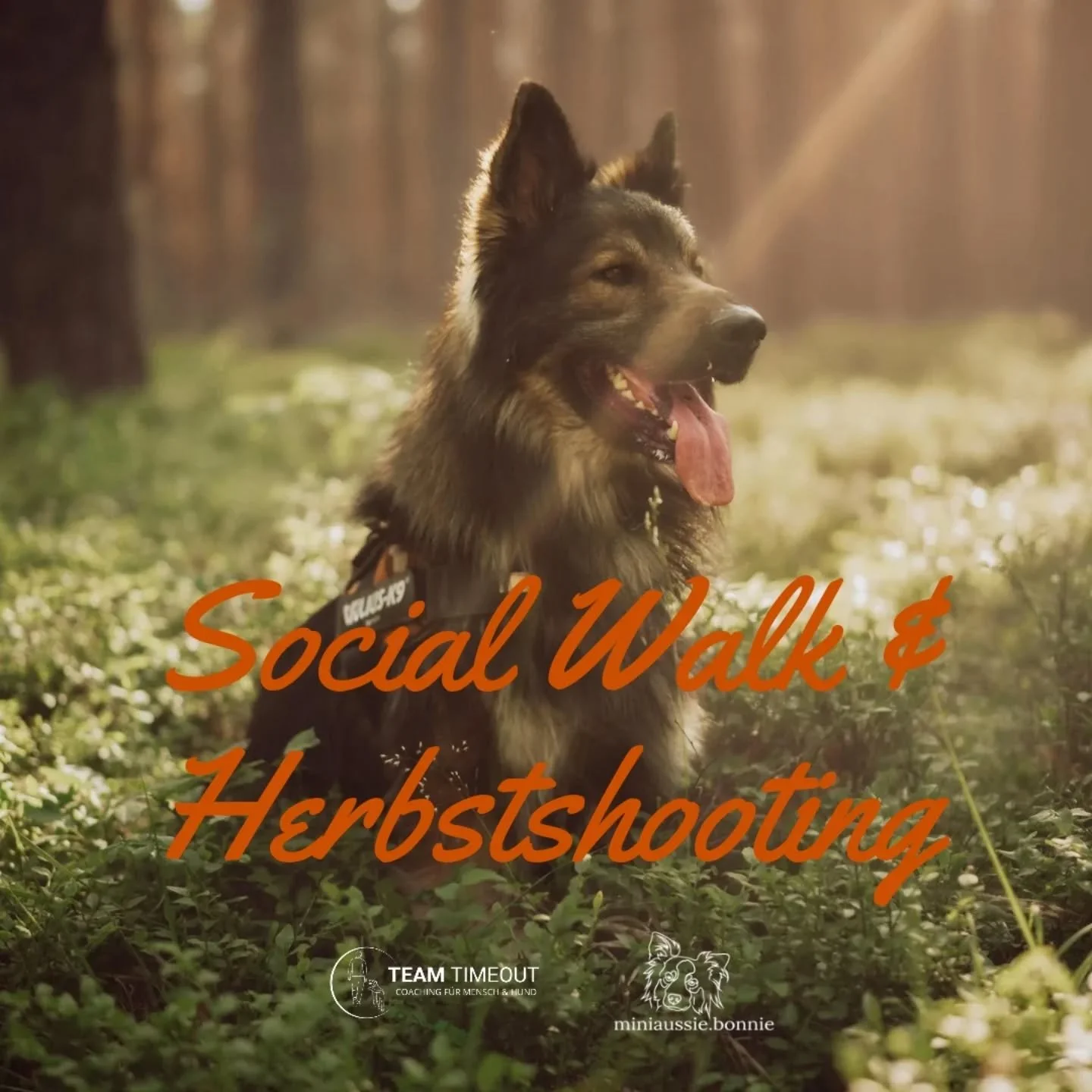Social Walk mit Herbstshooting 
Das nächste Special steht fest. Sonja @miniaussie.bonnie und ich möchten mit euch eine kleine Wanderung machen und dabei sollen schöne Fotos von euren Hunden entstehen. Euer Hund kann aber noch nicht oh