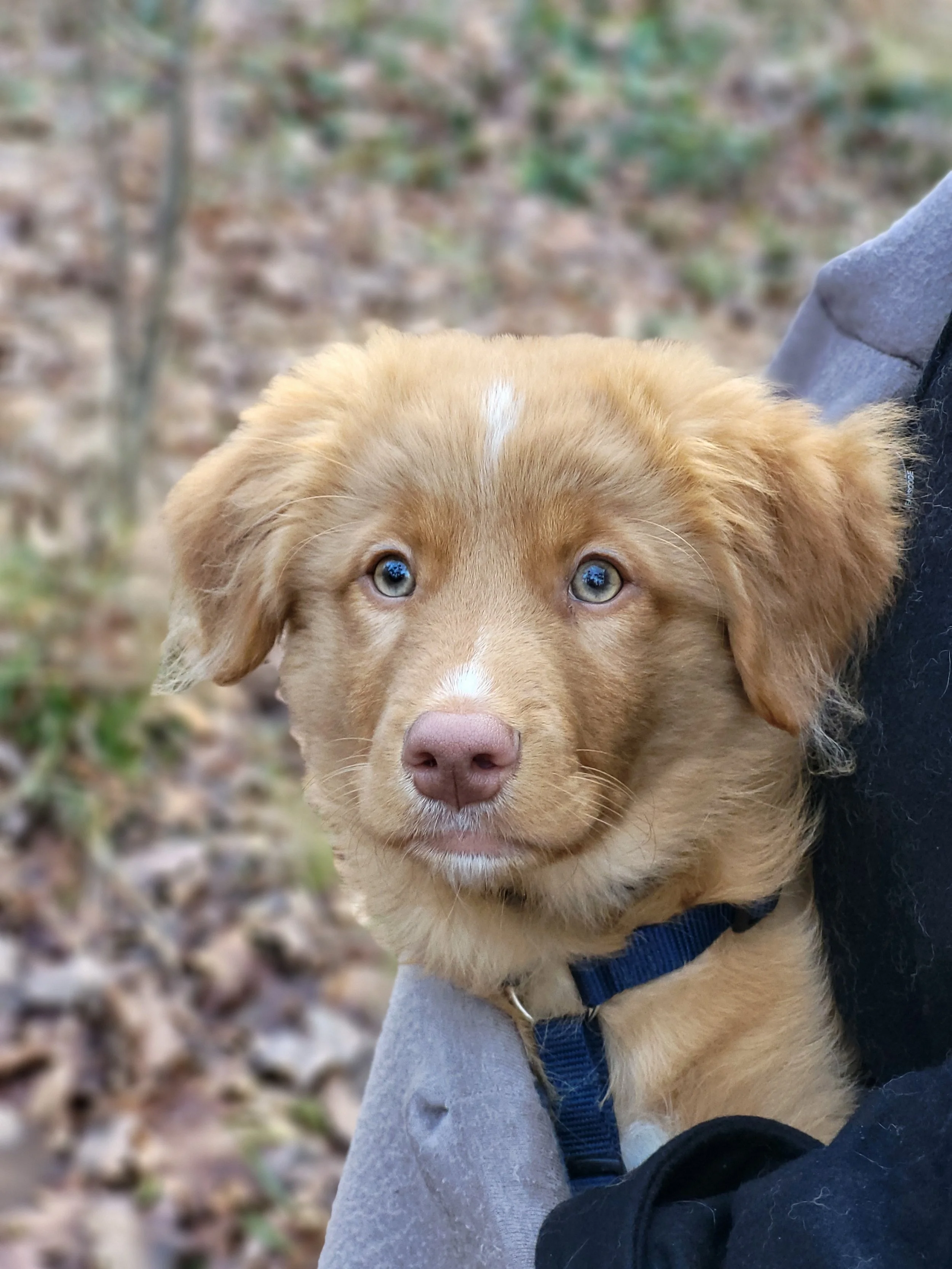 Hundetraining Berlin, Welpe, Nova Scotia Duck Tolling Retriever