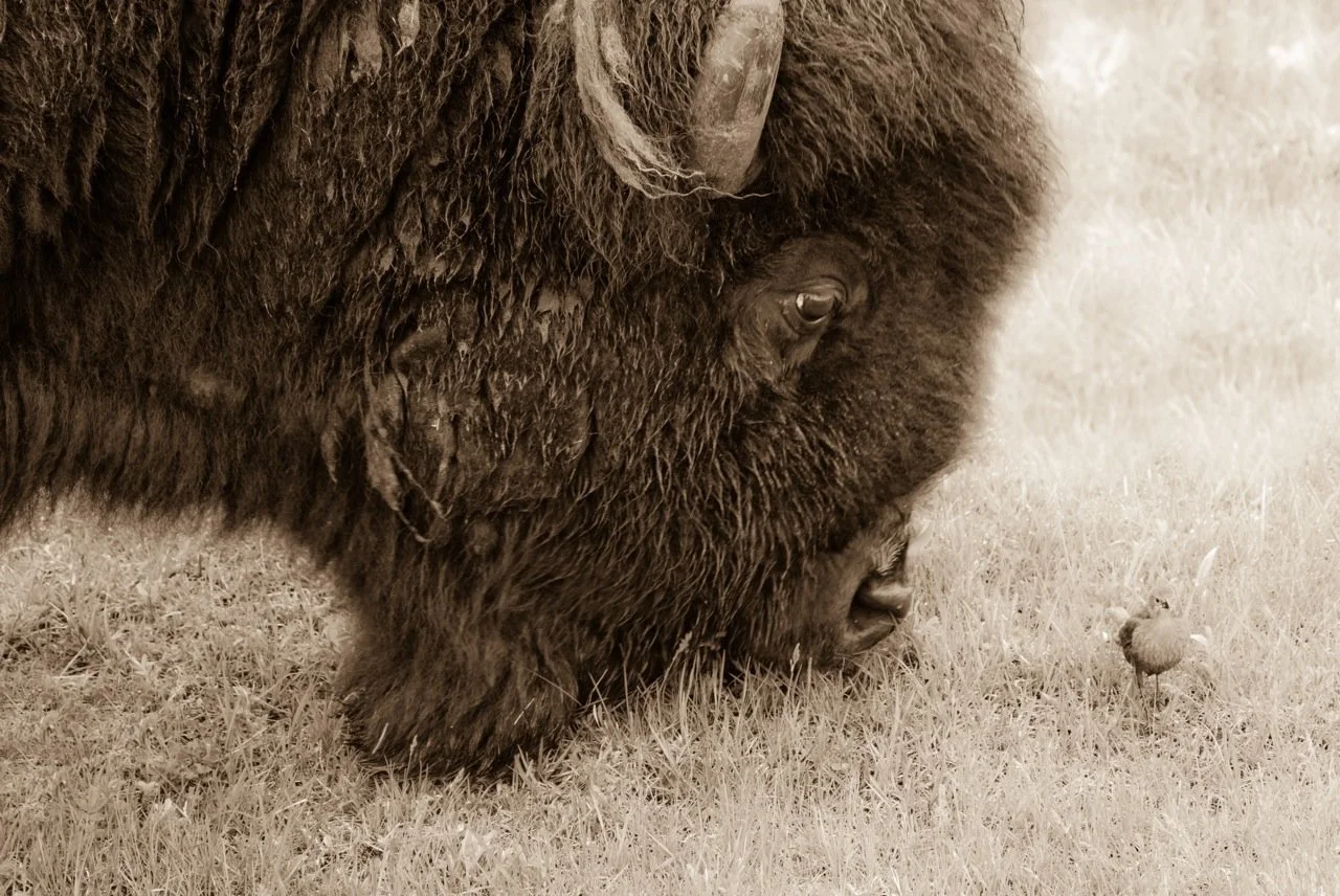 Hello Old Friend by Gary Crandall