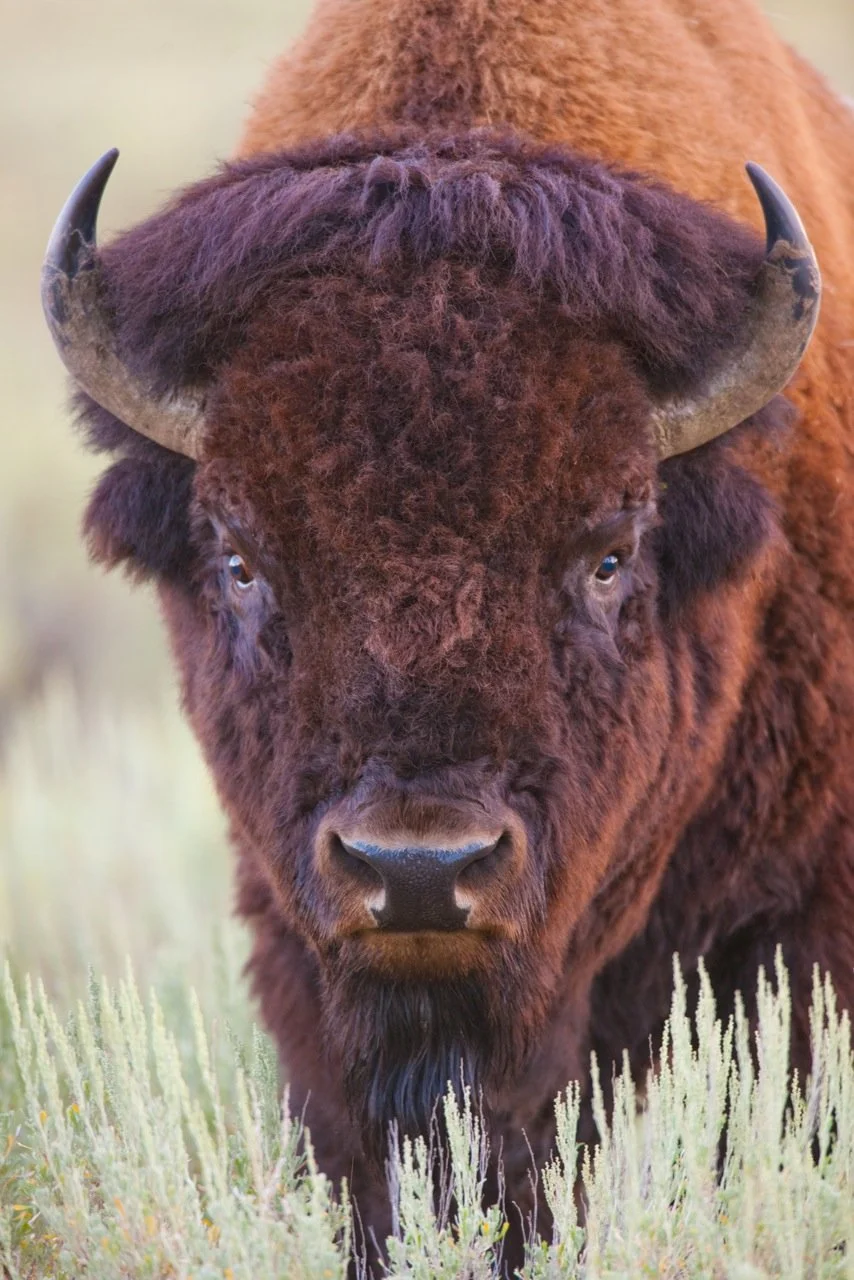 Wisdom by Gary Crandall