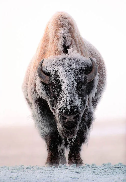 Ghost of the Plains by Gary Crandall