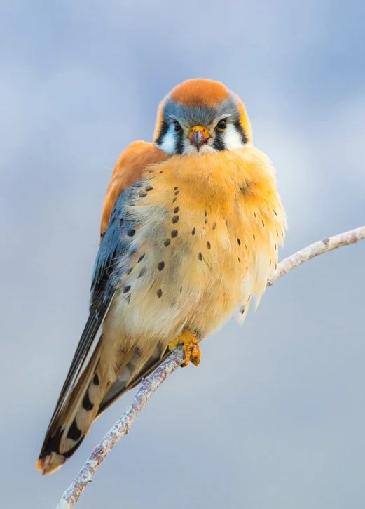 Picture Day by Gary Crandall