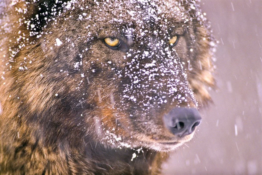 Wolf Eyes by Gary Crandall