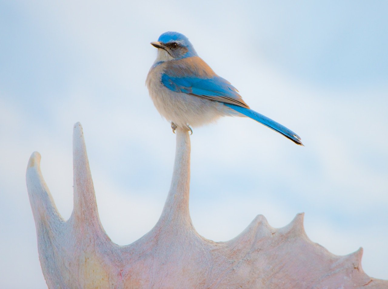 Good to be King by Gary Crandall