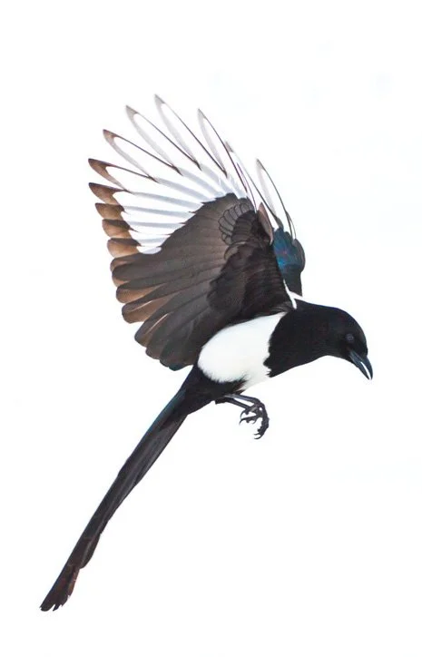 Magpie Study by Gary Crandall