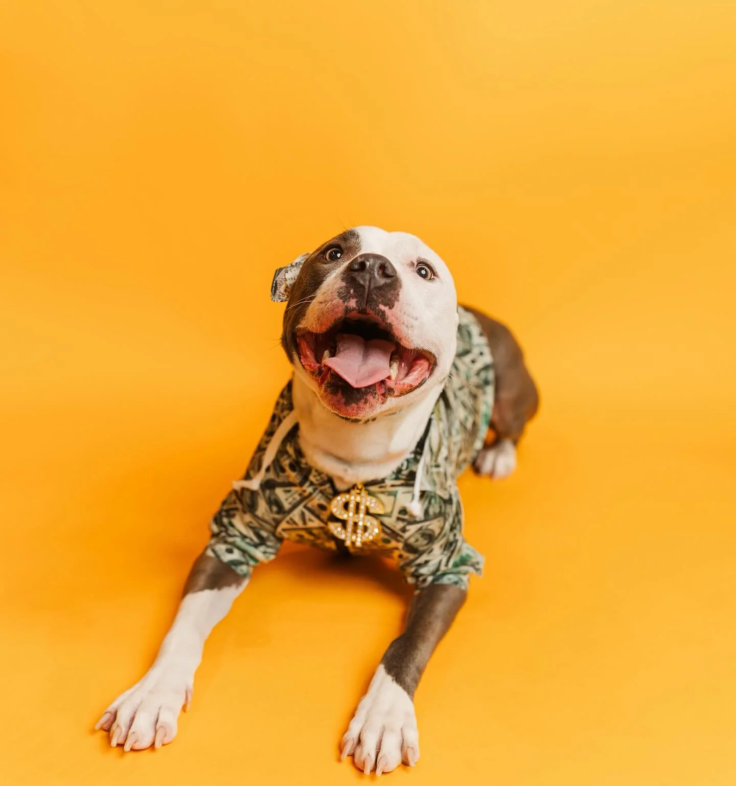 Happy Howl-o-ween! Thank you to all our customers who have made this fall the coziest yet. We&rsquo;ve loved getting to meet new friends and hope you all stick around for a cheery Holiday season. 

We are pleased to announce the winner of our @themod