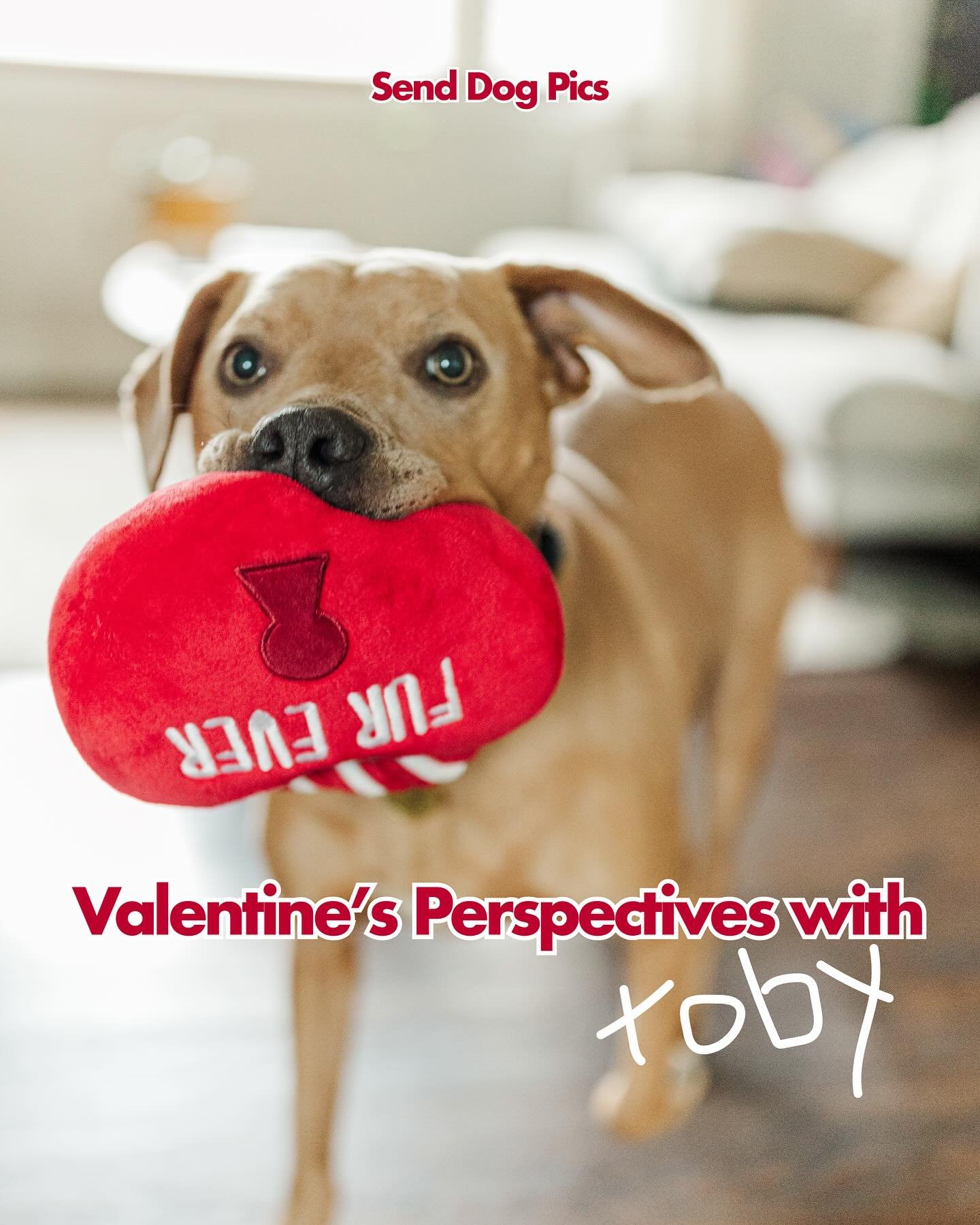 Valentine&rsquo;s perspective with the help of a pittie 🥰

We think most life advice should be taken from the dogs, what else have you learned from your dog?

#senddogpics #dogvalentines #advicefromdogs #happyvalentines❤️