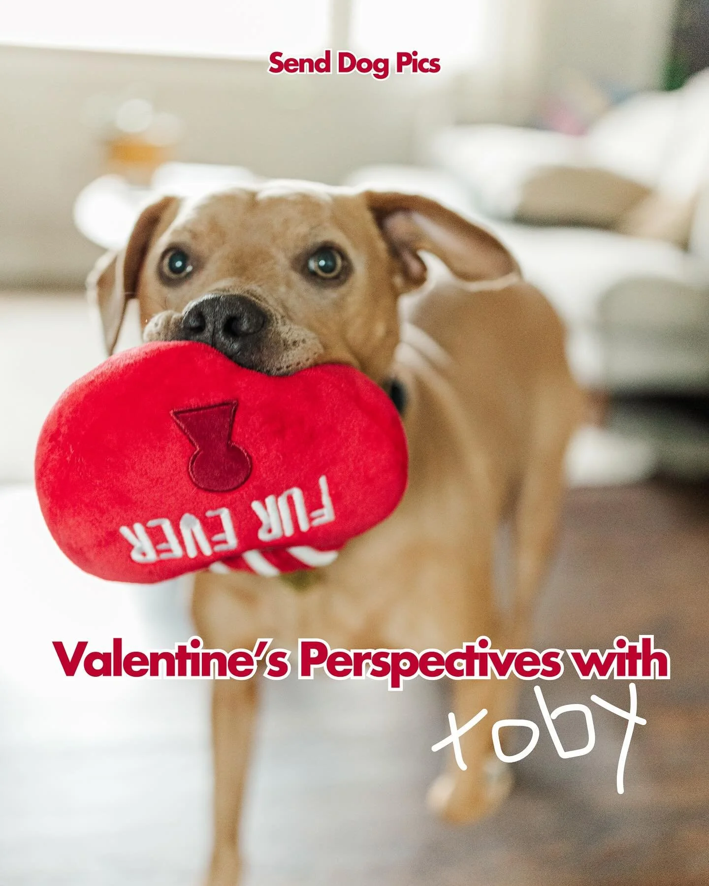 Valentine&rsquo;s perspective with the help of a pittie 🥰

We think most life advice should be taken from the dogs, what else have you learned from your dog?

#senddogpics #dogvalentines #advicefromdogs #happyvalentines❤️