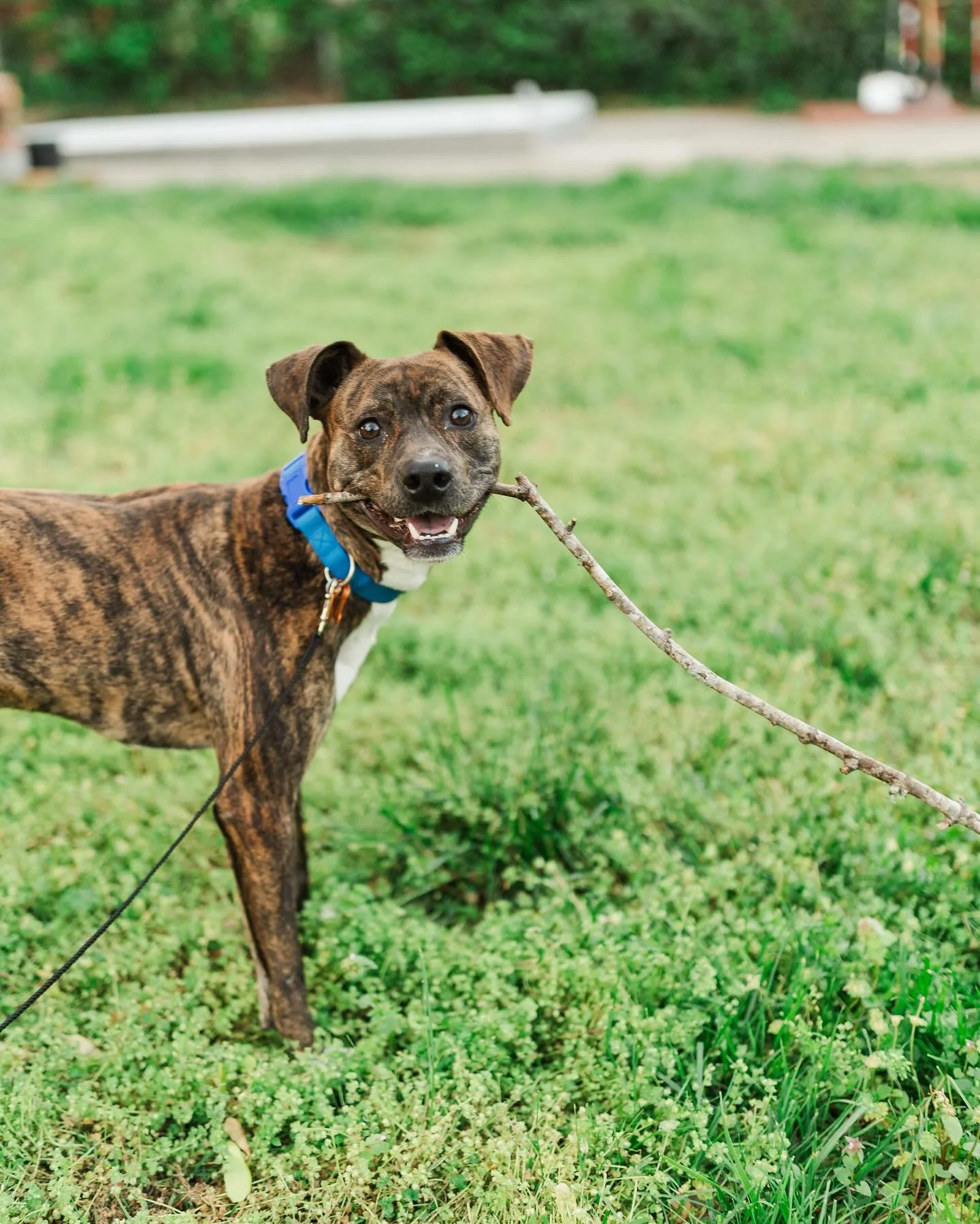 If Monday is hitting you hard this week, maybe some pics of Dirt Bike will help. 

@nashanimalcare #fosterdog #senddogpics #fosteringsaveslives #nashvillerescuedog #adoptdontshop #nashvilledogs