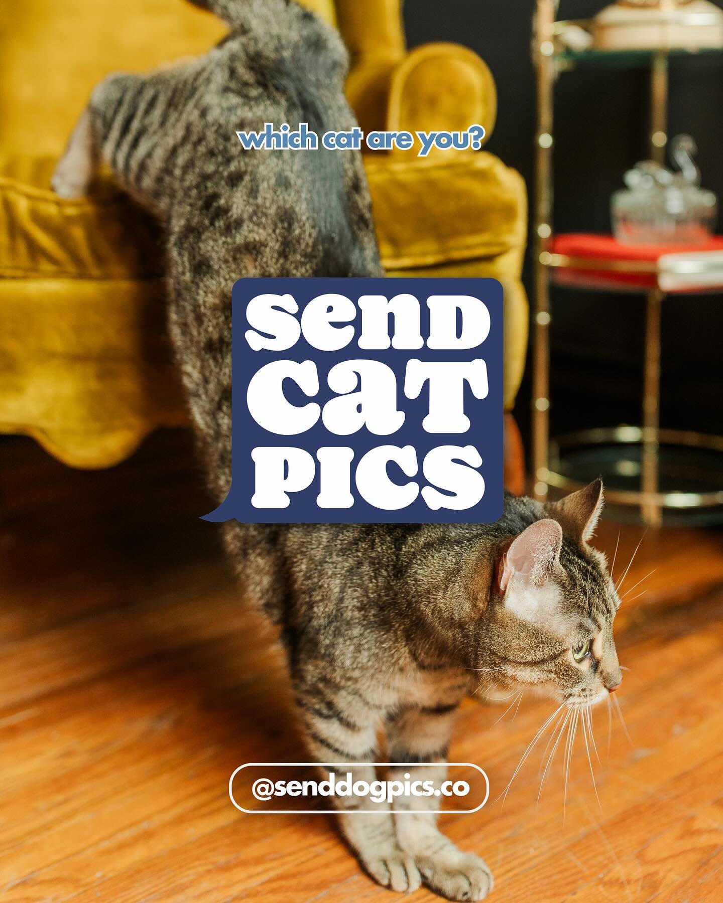 Cats are the specialty around here, so let&rsquo;s sound off and see where everyone is today. 

Which cat are you?

#senddogpics #sendcatpics #sheltercat #adoptdontshop #aprilfoolsday #nashvillecatmom