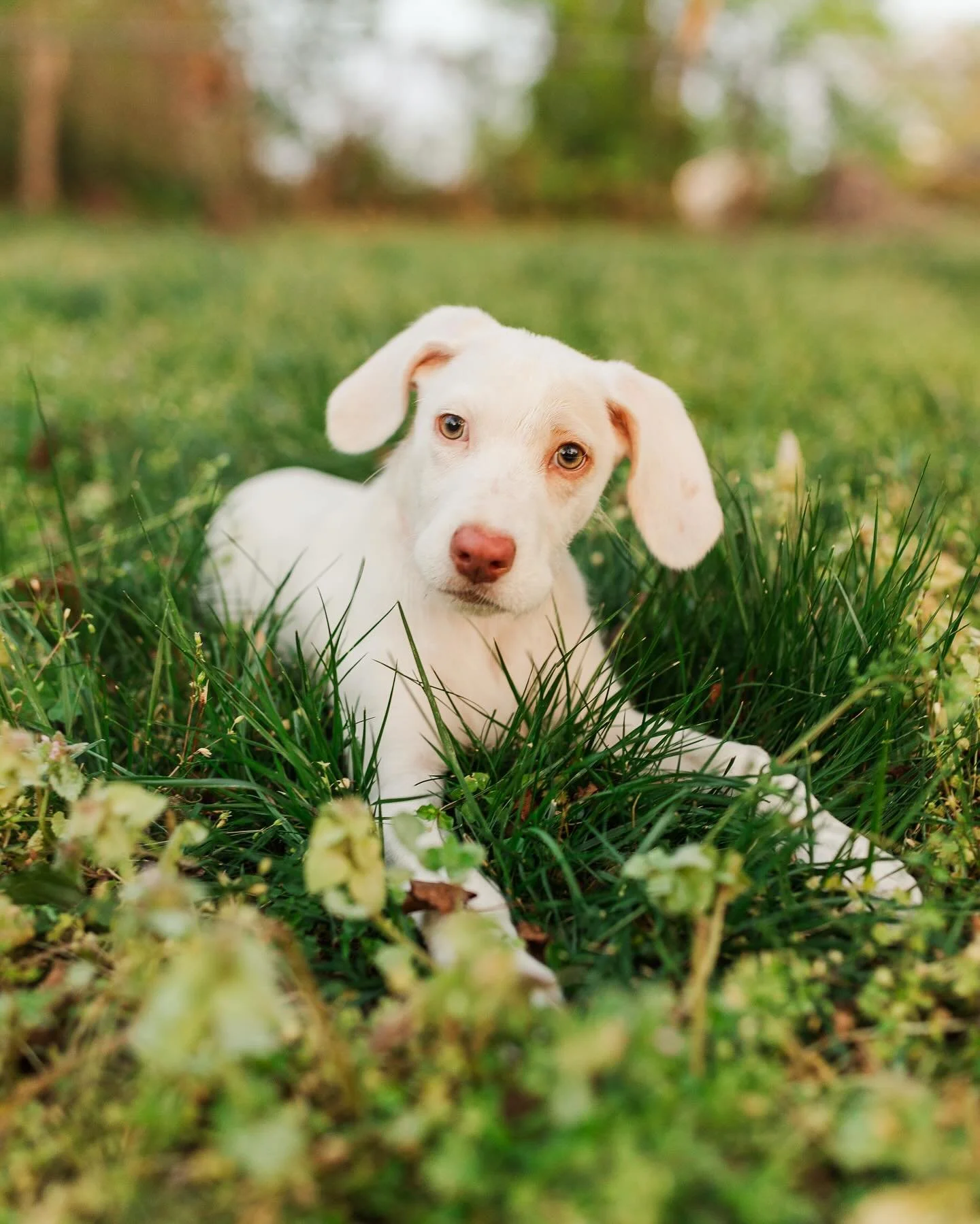 First night with our new foster ✨Abby✨

This scruffy, floppy girl is available to adopt with @wagsandwalksnashville 

She&rsquo;s sweet, smart, excelling at house- and crate-training, and plays wonderfully with other dogs. Currently 12 weeks old and 