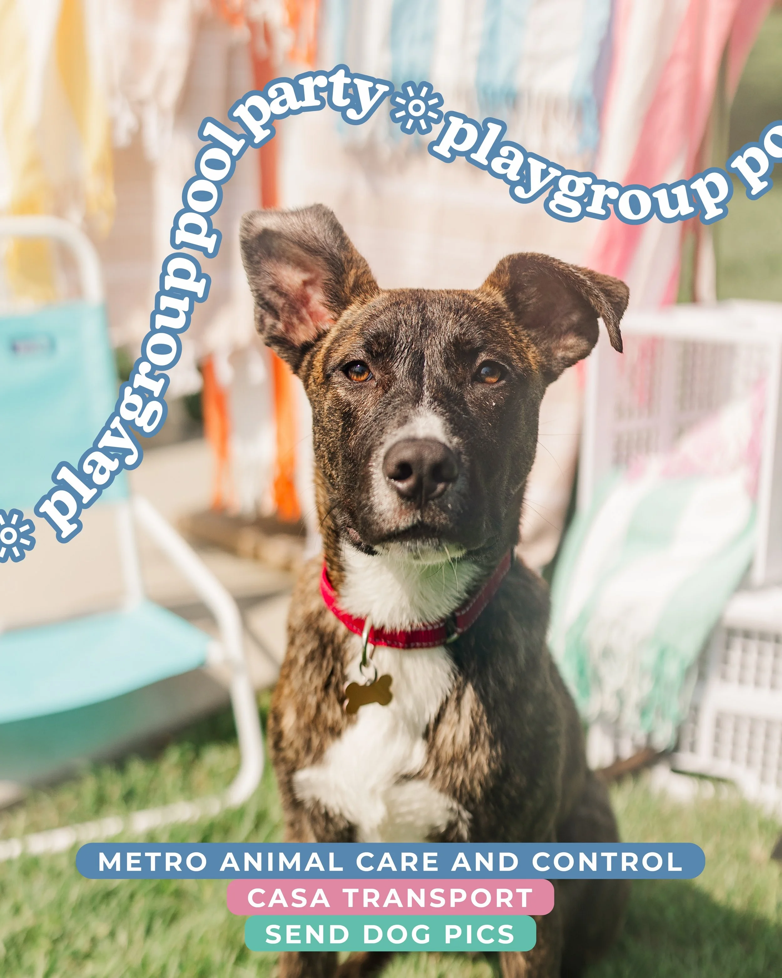 ☀️ Splish splash 💦

This week we got the absolute priviledge to join 8 @nashanimalcare dogs on a field trip and take some updated adoption photos. It was the perfect kickoff to the season and we can only hope that this is the first of many amazing s