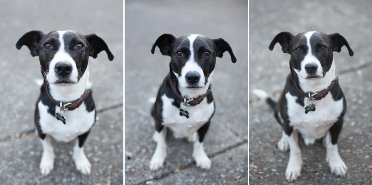 An image demonstrating the difference of three focal lengths; 35mm, 50mm, and 135mm