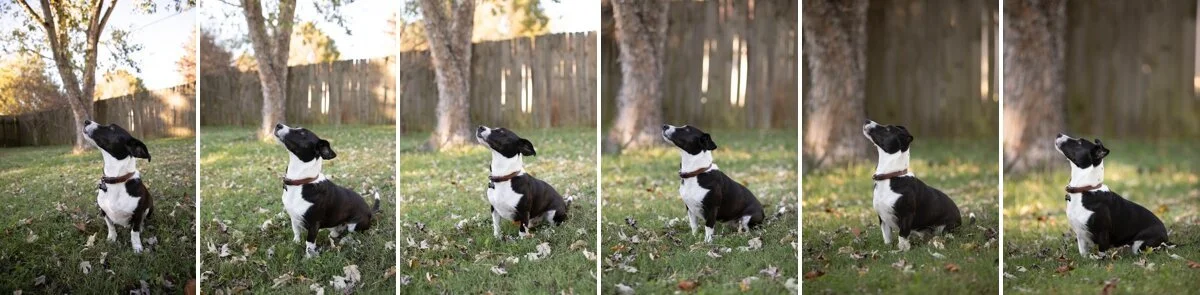 6 photos demonstrating the appearance of the background among different focal lengths, ranging from 24mm to 200mm.