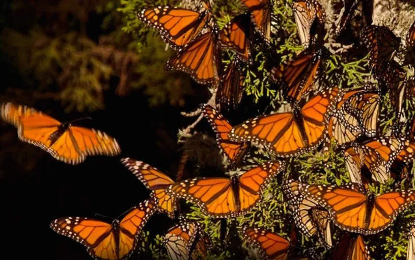 The Magical Migration of Monarchs