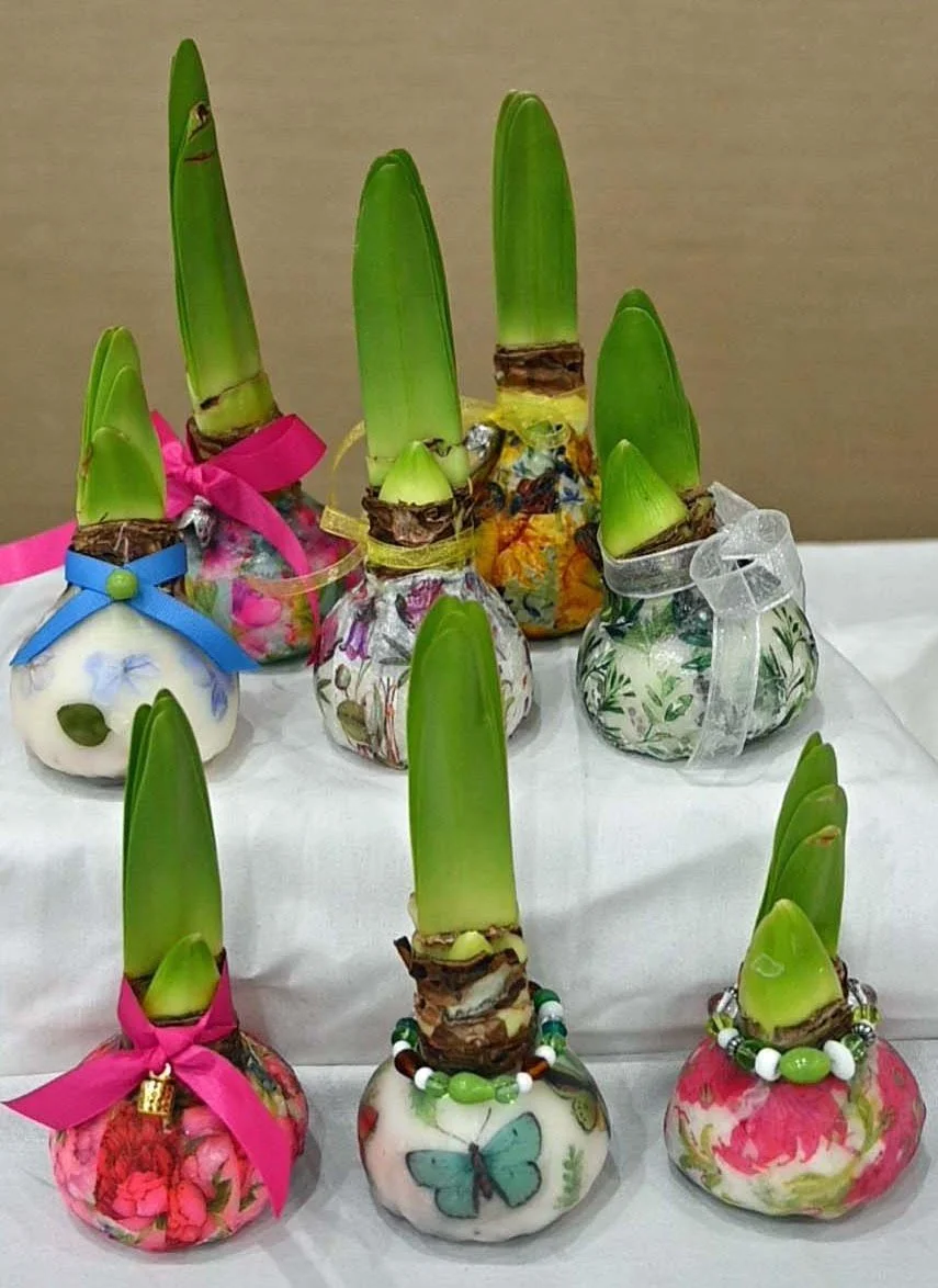 Amaryllis Workshop