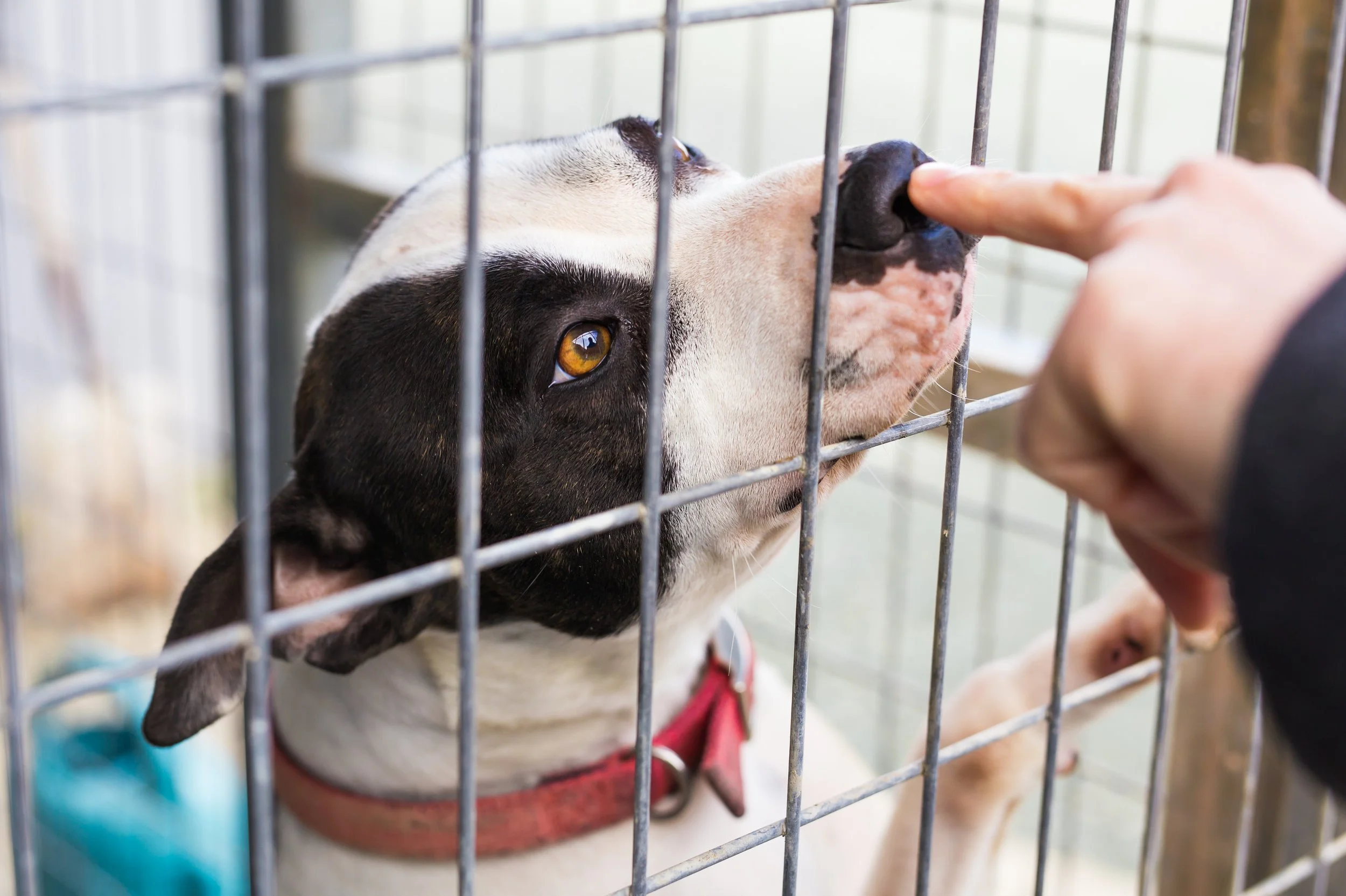 Things to Know Before Adopting a Shelter Dog