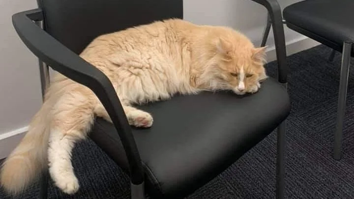  Of course we couldn’t forget to mention someone very important in our history…Mittens! His visits may have been sporadic, but he always managed to create a fun distraction and a bit of a commotion. Although Mittens could be difficult to move on at t