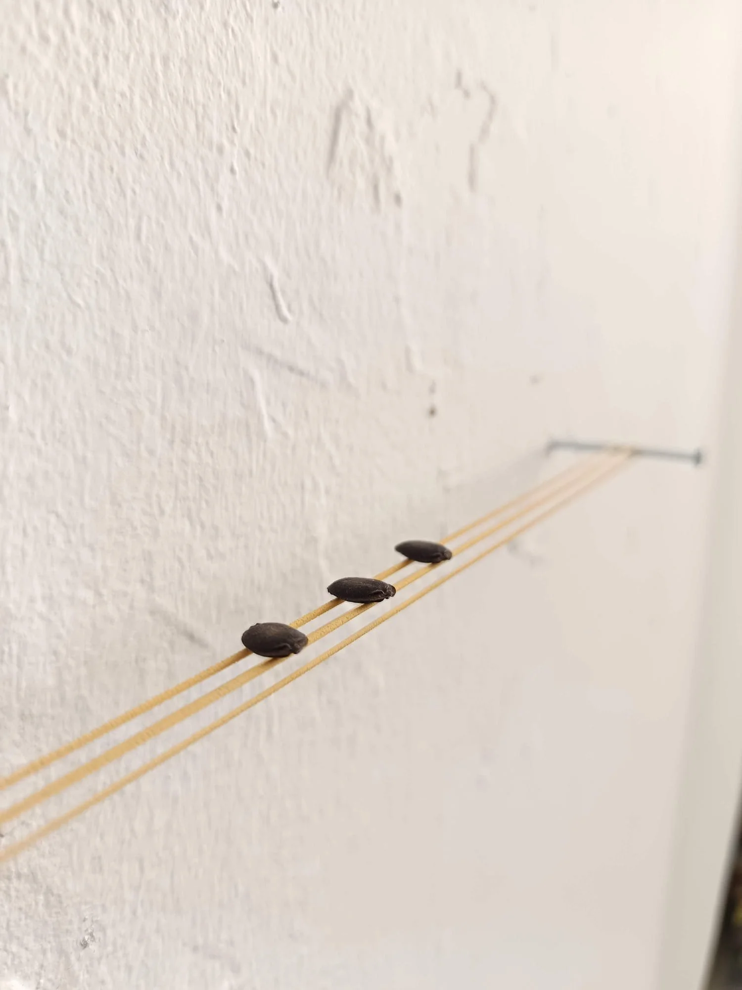 S/t. Instalación escultórica compuesta - Clavos, banditas elásticas, semillas - 2025
