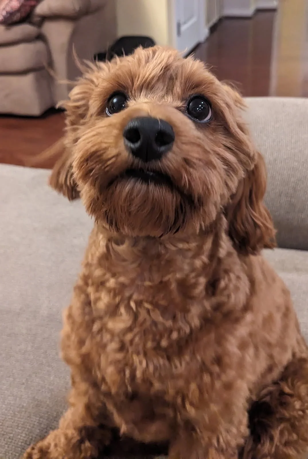 Close-up of a brown, curly-haired dog with large, shiny eyes and a black nose, sitting on a couch inside a home.
