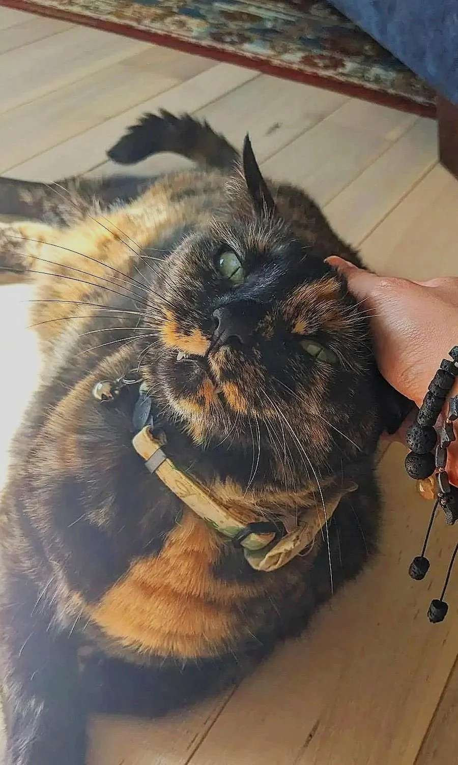 Close-up of a calico cat with green eyes being petted on the head by a person wearing a beaded bracelet.