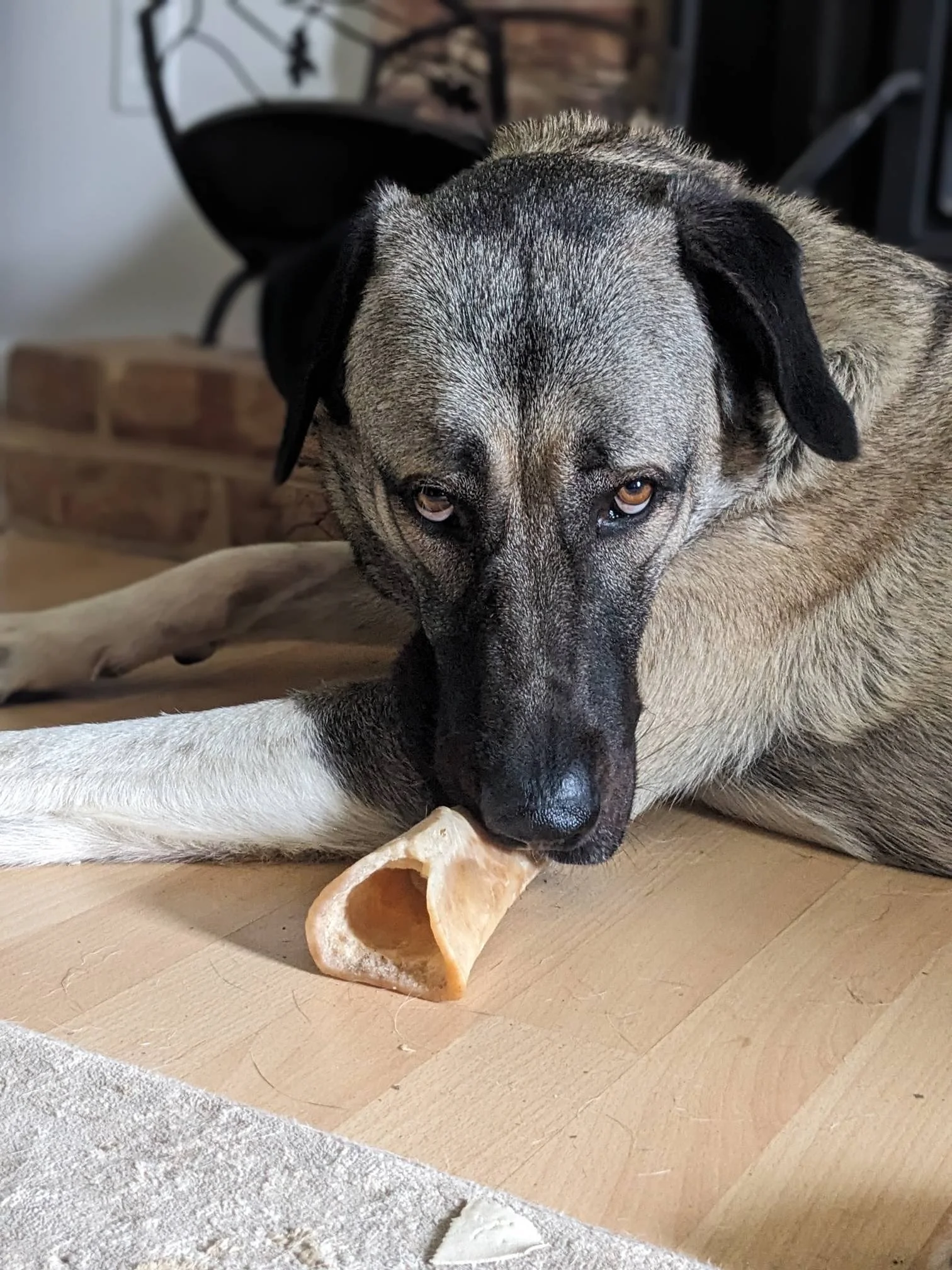 A large dog with a gray and black coat lying on a wooden floor, chewing on a bone.