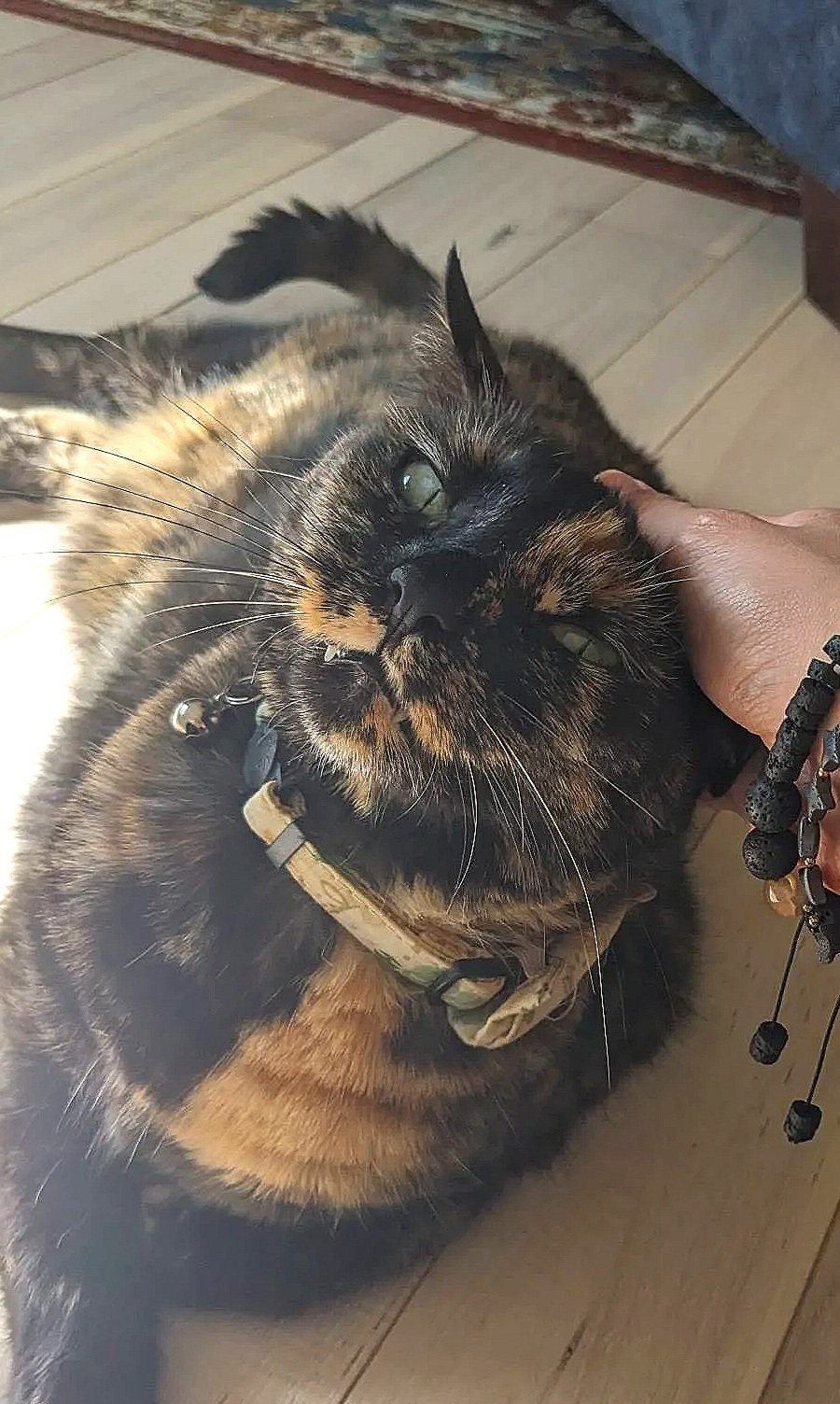 Close-up of a tortoiseshell cat with green eyes lying on a wooden floor, being petted under the chin.