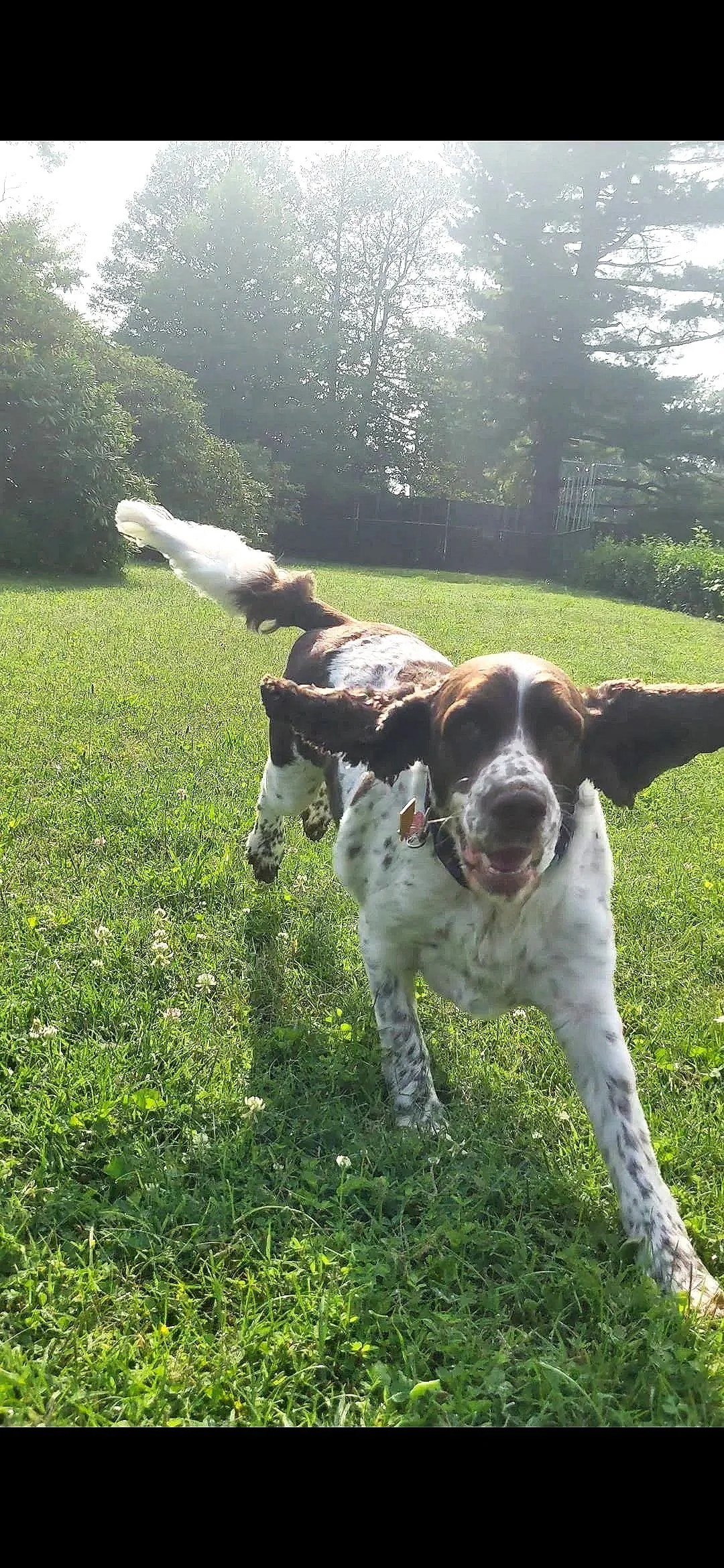 A happy dog with a white and brown coat running on a grassy backyard with trees and a fence in the background.