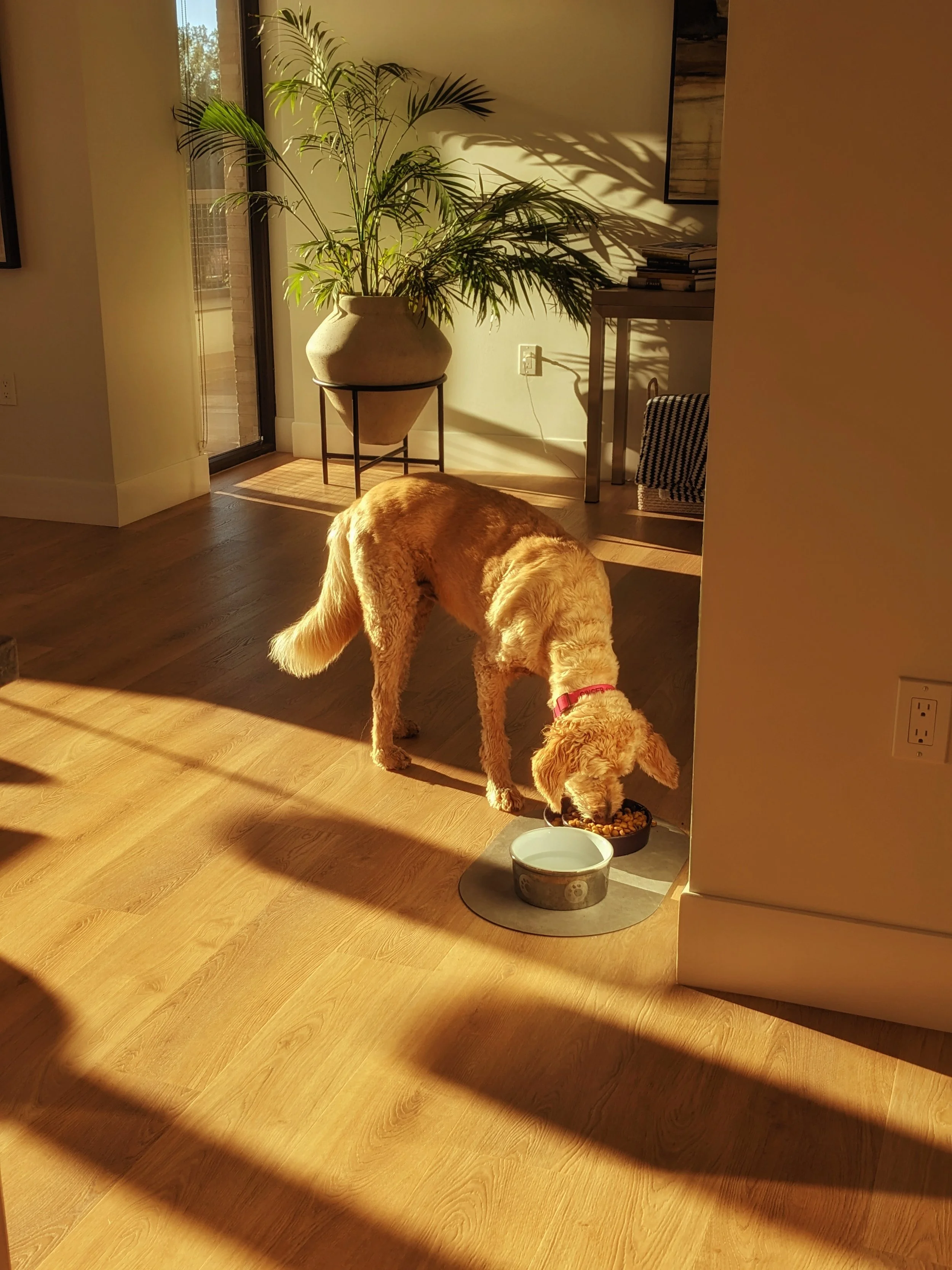 A golden retriever dog eating from a bowl on the floor in a sunlit room with hardwood floors, next to a water bowl. Behind the dog, there's a large potted plant with tall green fronds, a small table with stacked books, and a wall with a picture and electrical outlet.