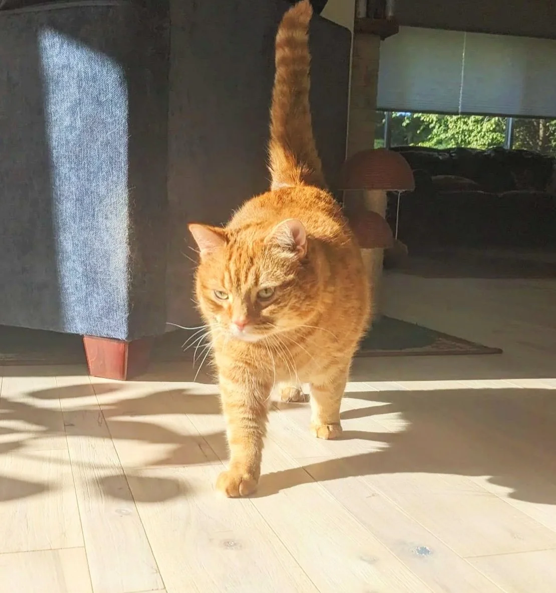 Orange tabby cat walking indoors in sunlight.