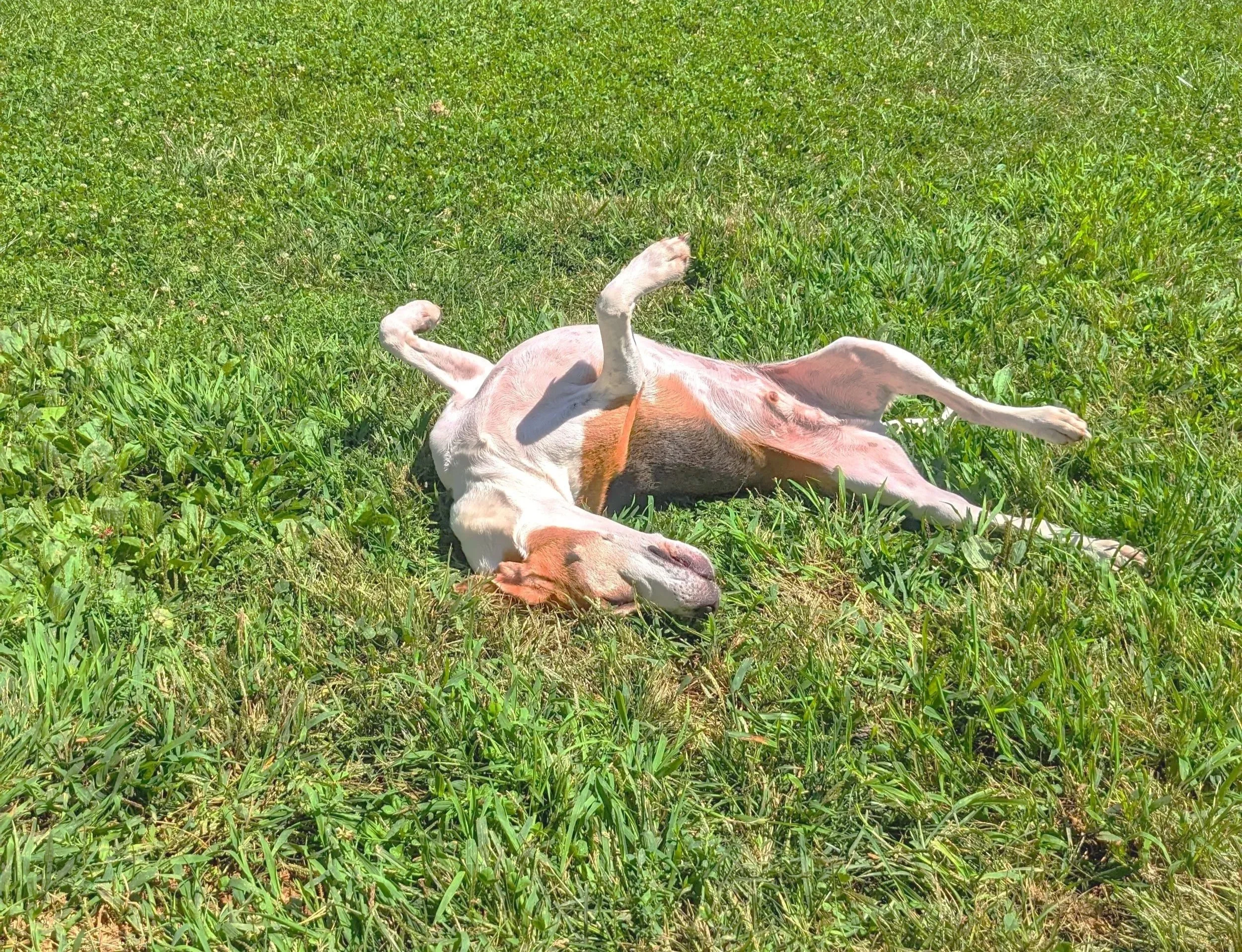 A dog lying on its back in a grassy field, with its legs up in the air and mouth open.