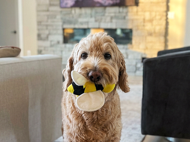 A fluffy light brown adorable dog holding a plush bee toy in its mouth inside a living room.